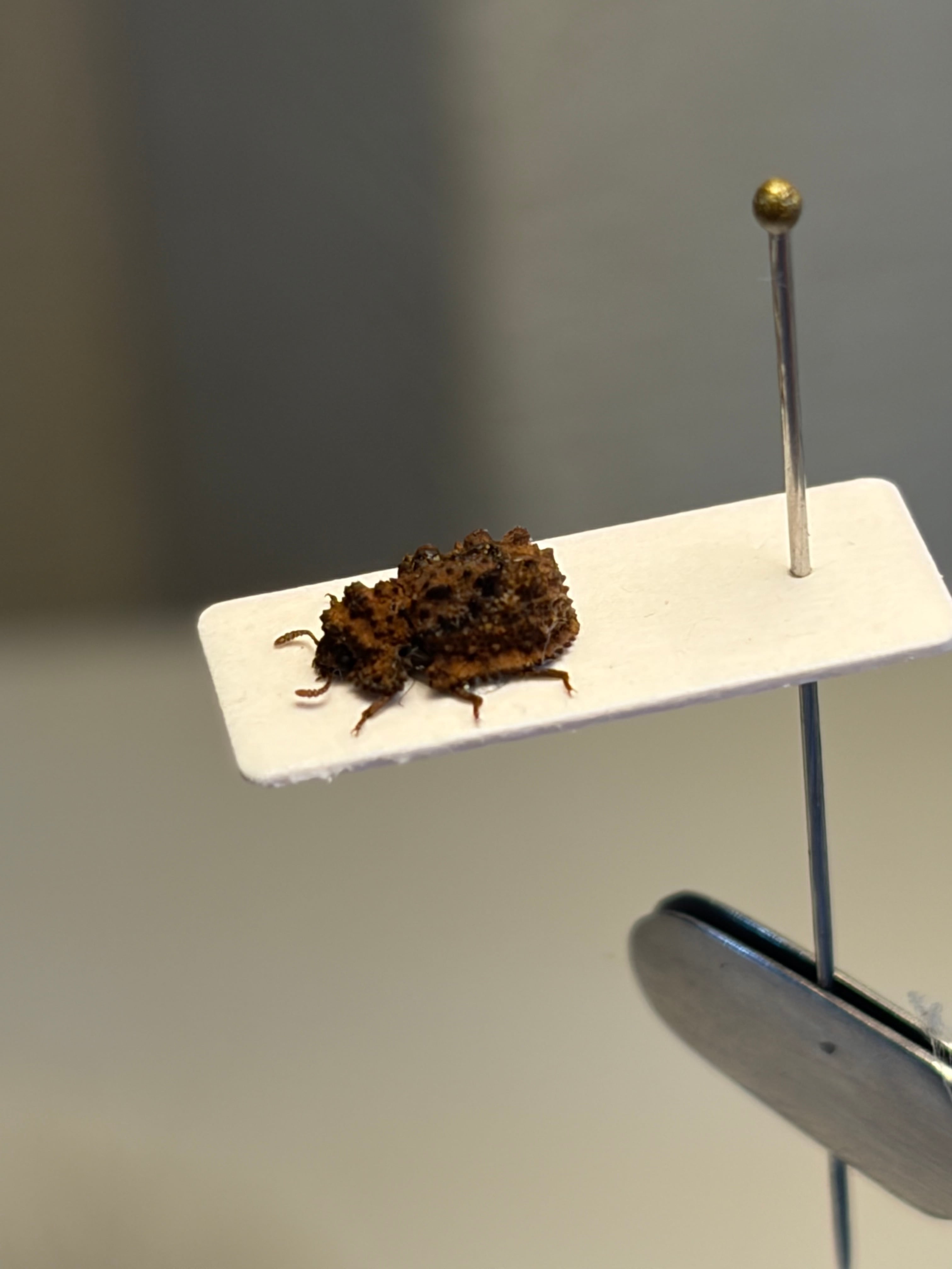 20mm】ハキリアリの女王標本 Atta cephalotes？ パラポネラ