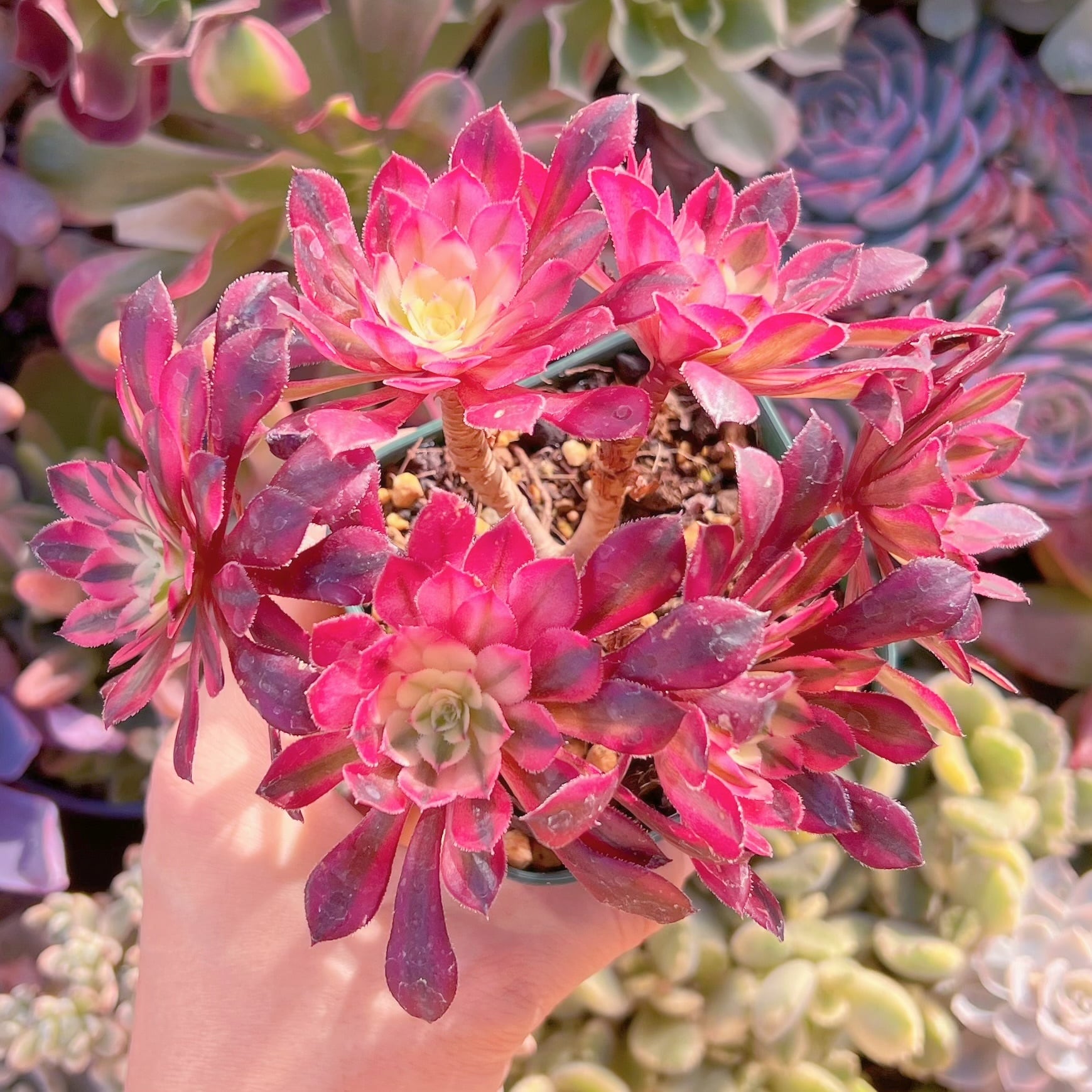 現品　ブラックチェリー#827   るる農園