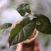 アロカシア ピンク セレンディピティ⑤ / Alocasia Pink Serendipity / 観葉植物<育て方・花言葉>