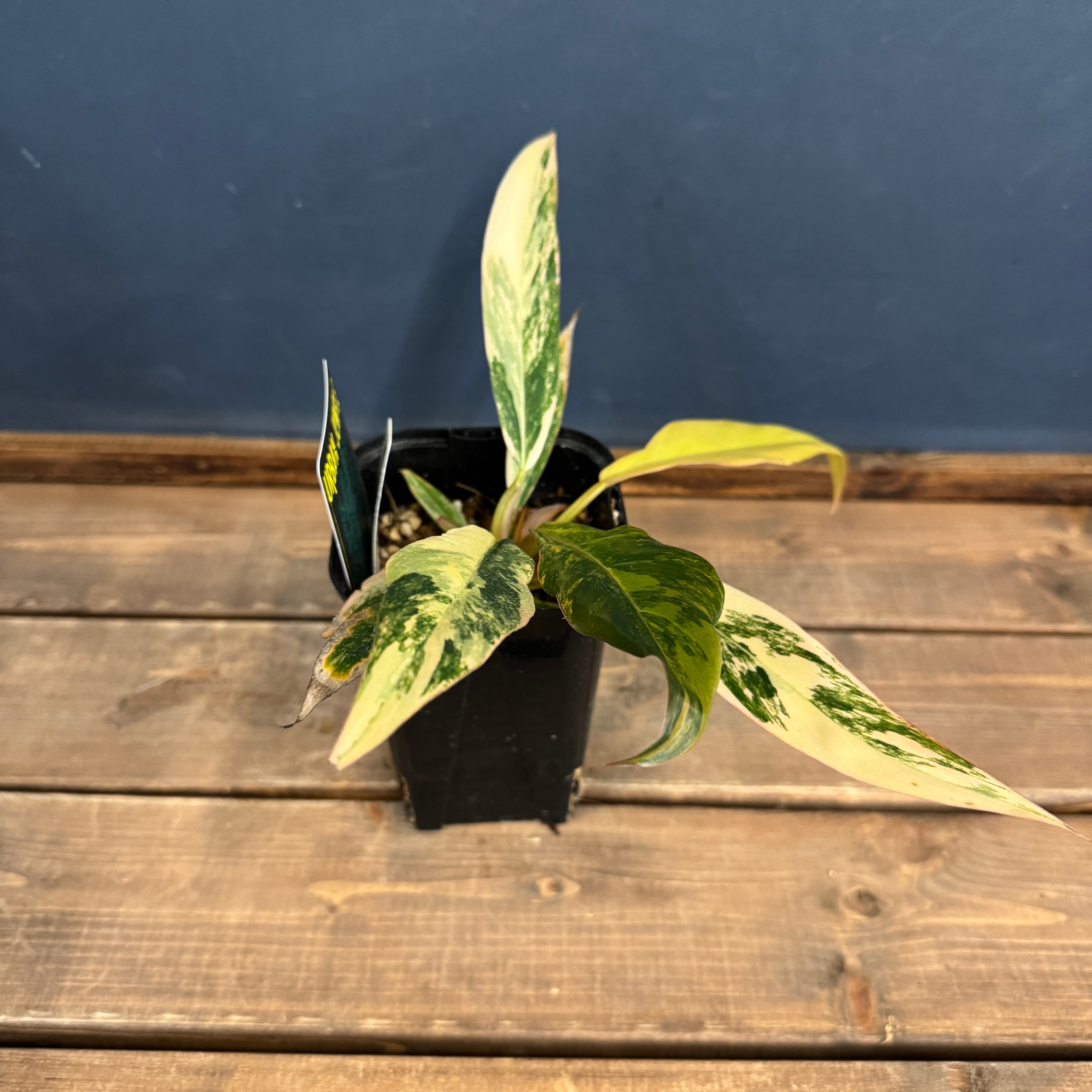 クリアランス】フィロデンドロン キャラメルマーブル【995