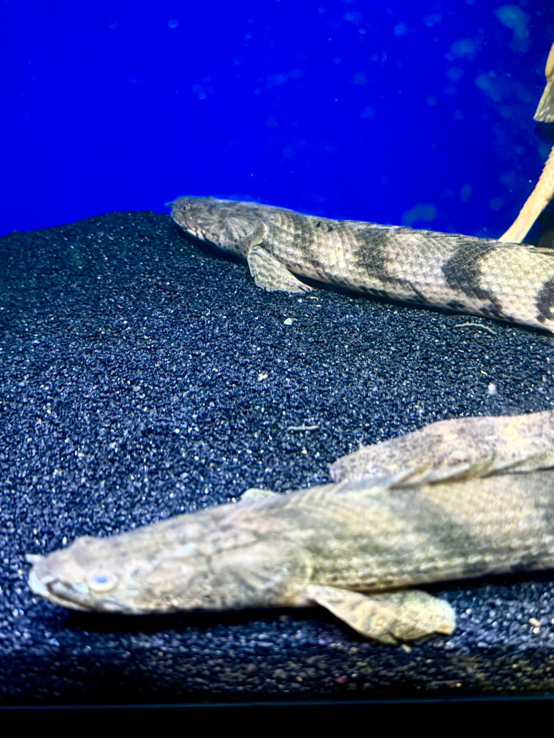 ワイルドエンドリケリー ワイルドエンドリケリー（IIARO産） | THE AQUARIUM ISE