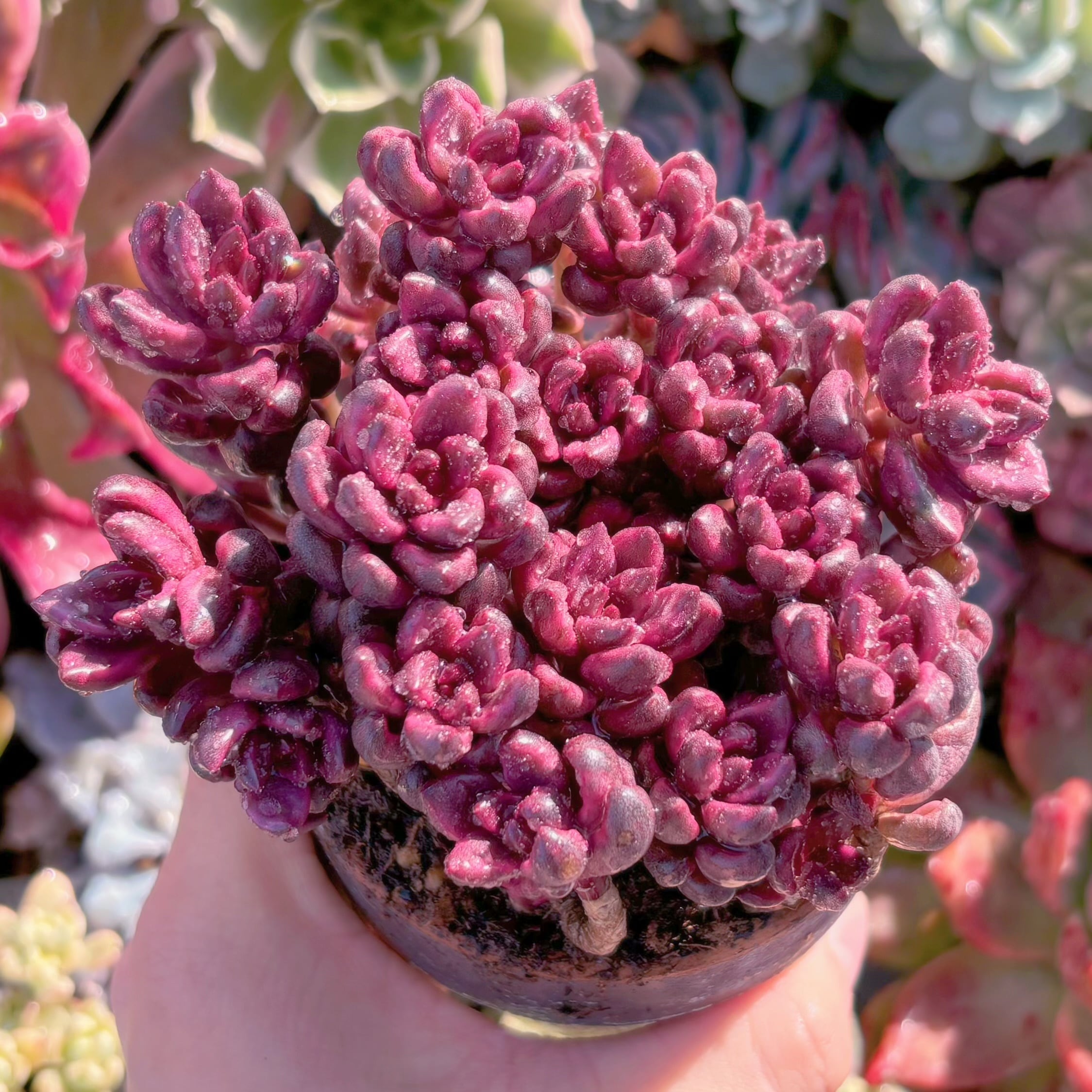 多肉植物 チョコレート錦 群生 新入荷 るる農園 | るる農園~多肉植物専門