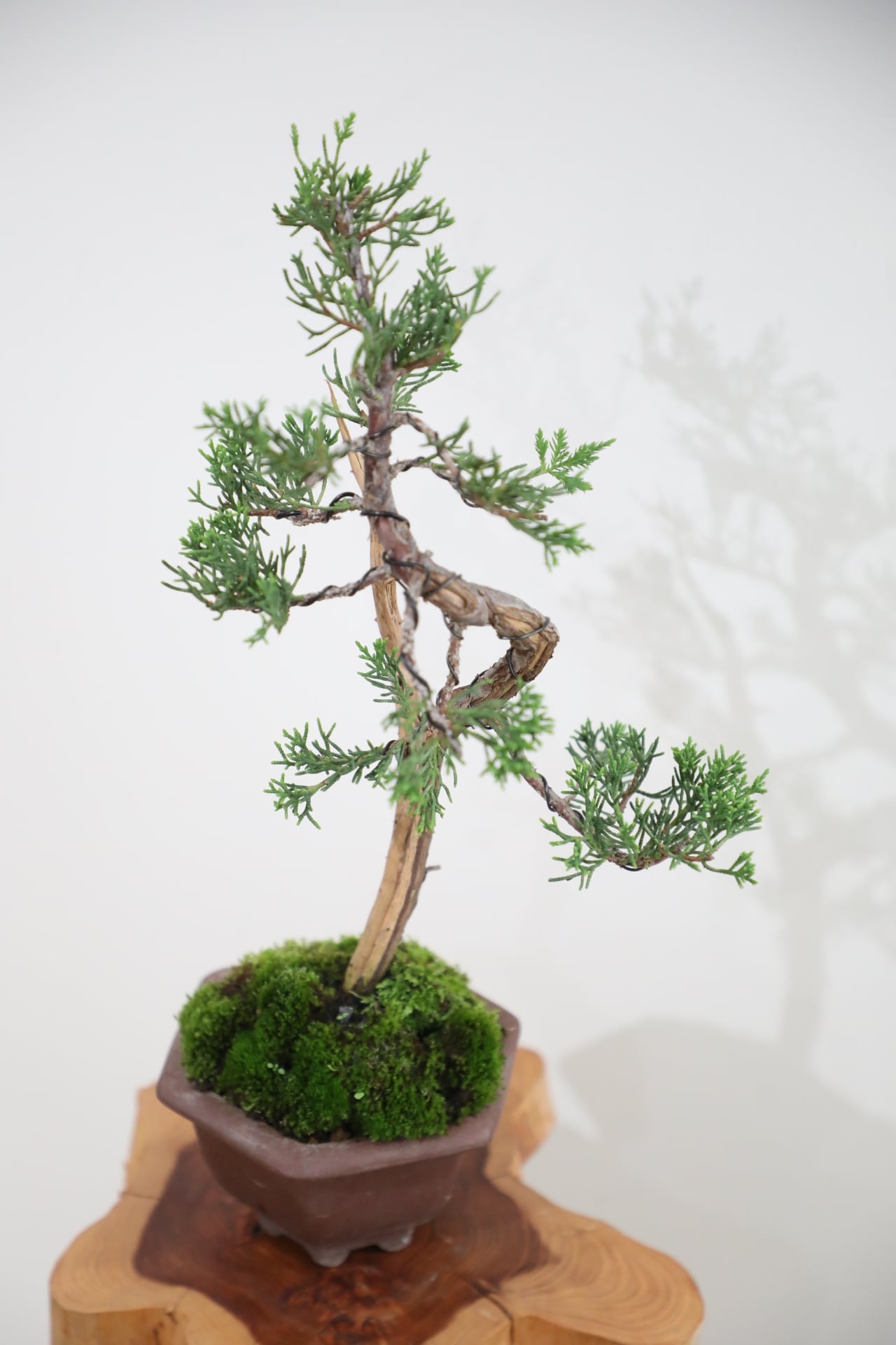 M】糸魚川真柏 盆栽 ※推定樹齢20年/Juniper Shimpaku | 【厳選植物・器