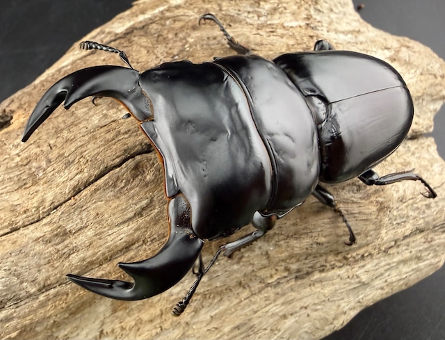 《ブータンアンタエウス シェムガン産 79mm ペア》 《ブータンアンタエウス シェムガン産 79mm ペア》