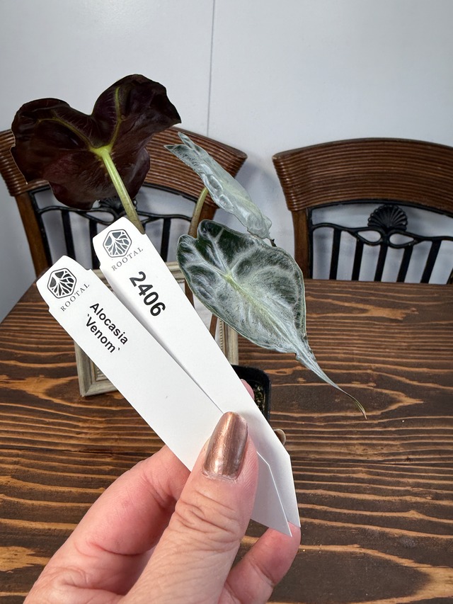 ★2406【希少種】アロカシア　ヴェノム（2.5号ロング硬質ポット）※送料無料（一部除く）