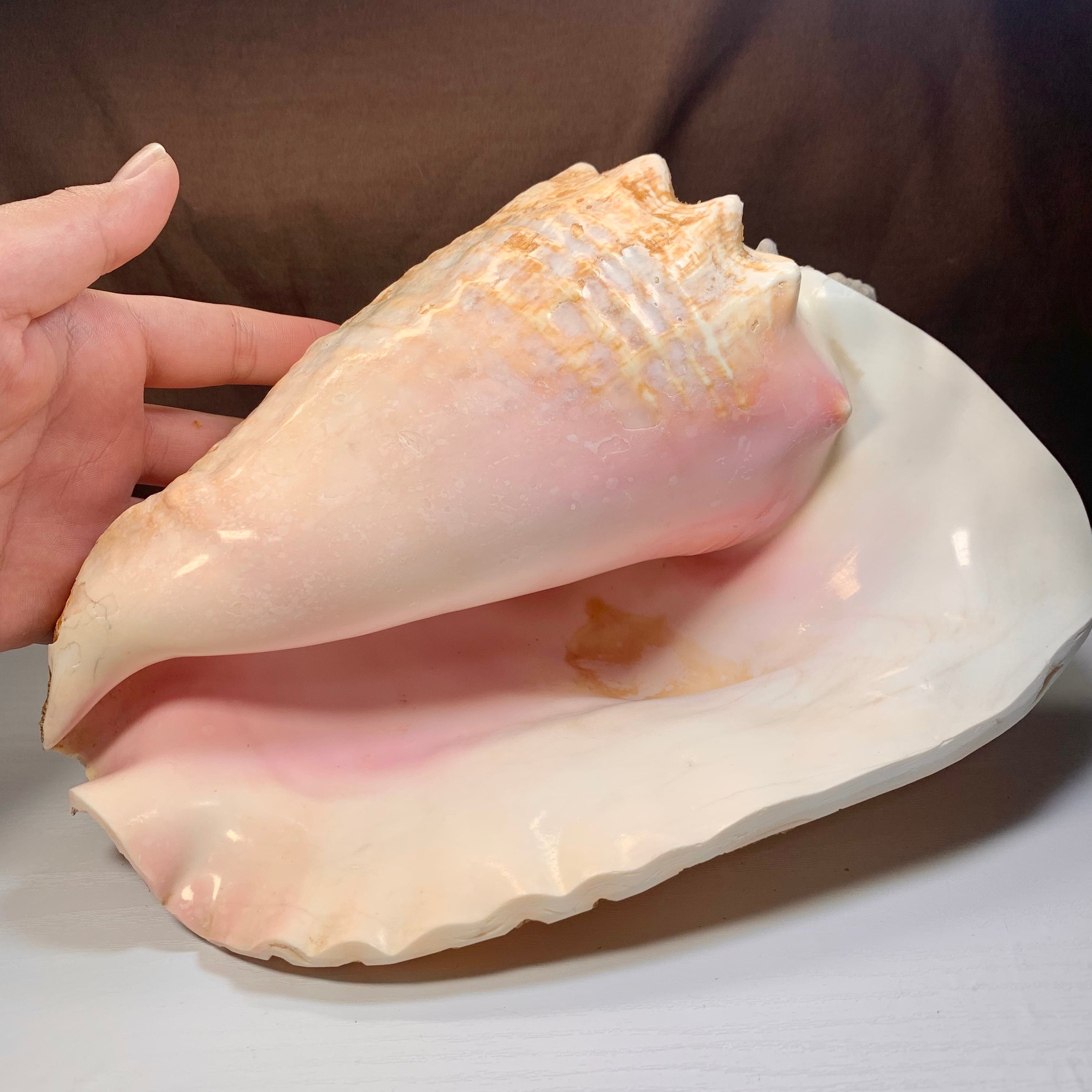 2.クイーンコンクシェル貝母・貝殻 | Pay ID