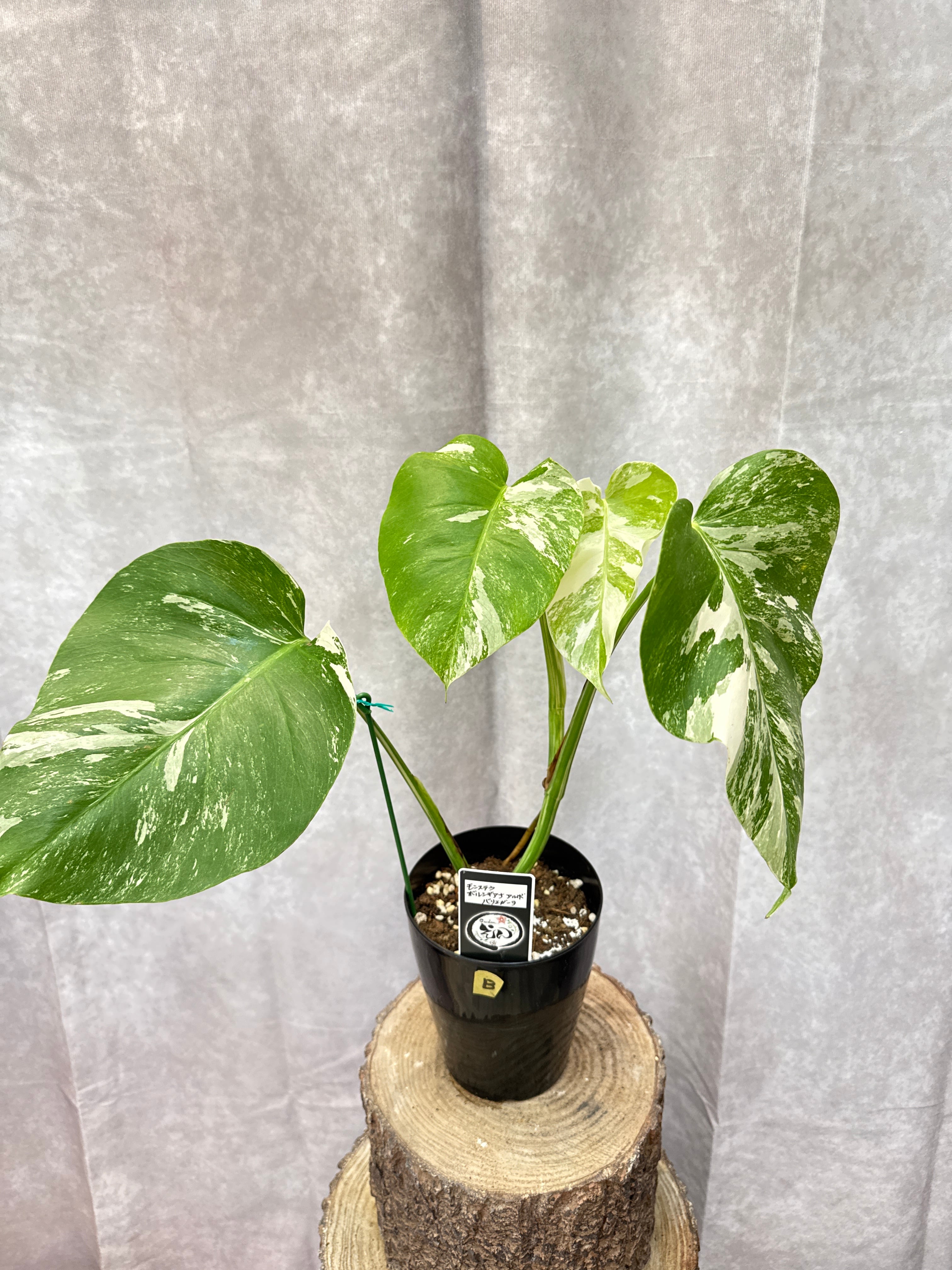 斑入り植物(バリエガータ・錦) | Gardenえん 【観葉熱帯植物】