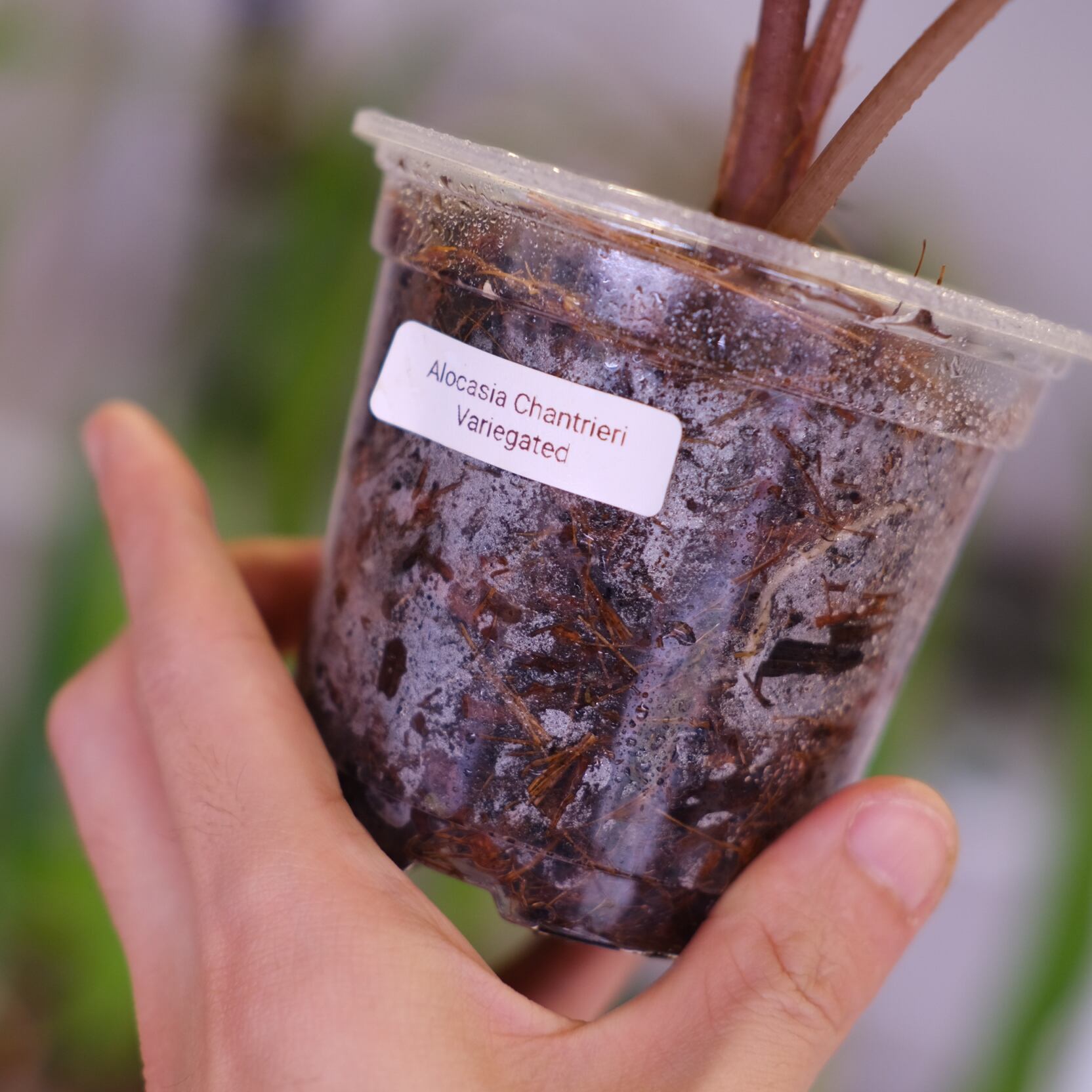 Alocasia chantrieri pink /アロカシア シャントリエリ② Alocasia chantrieri pink /アロカシア シャントリエリ②