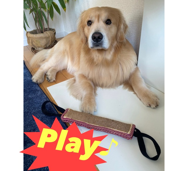 【犬用品】犬用噛むおもちゃ　犬のおもちゃ　歯磨き　安全　丈夫