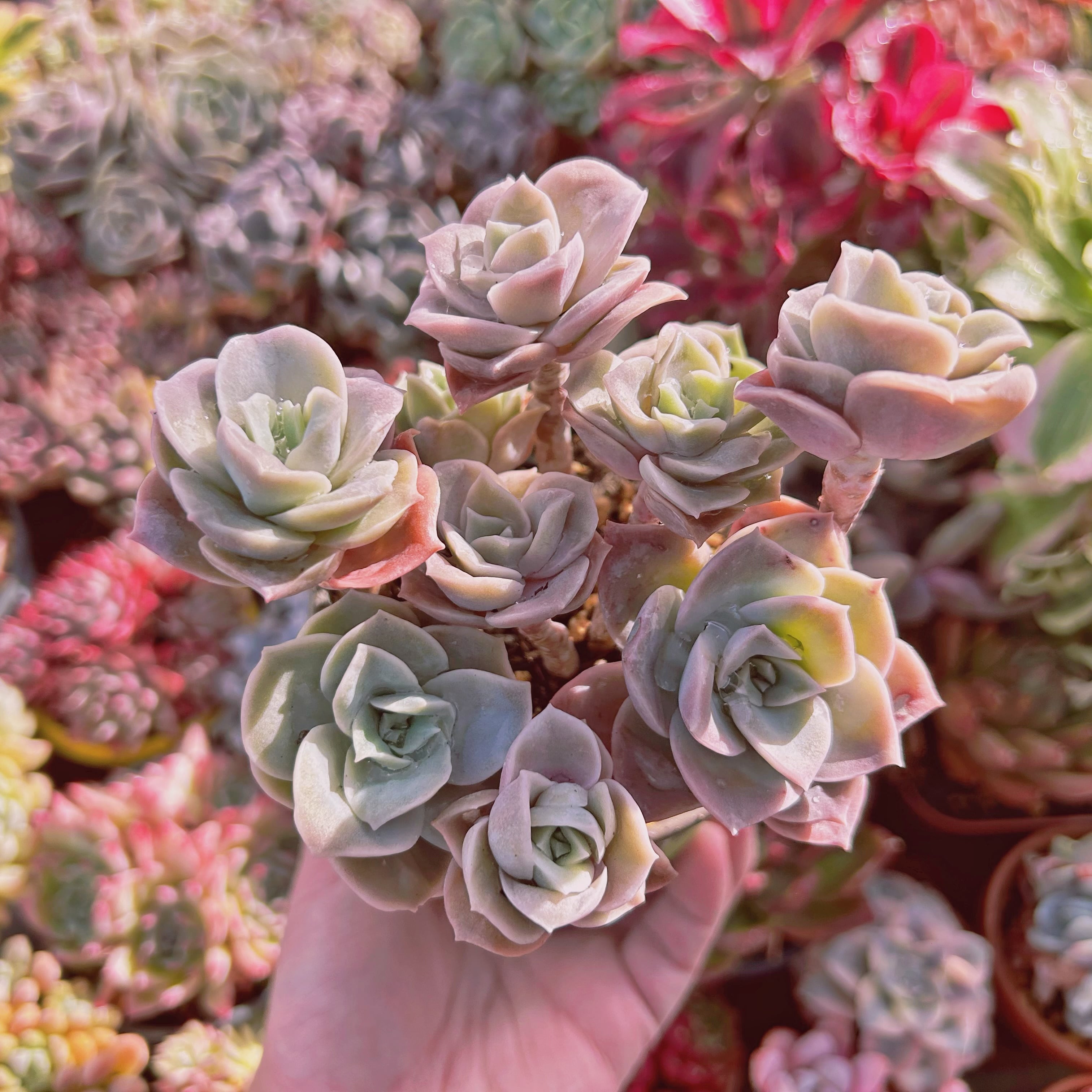 #216現物　多肉植物　Echeveria  ラブリーローズ　抜き苗