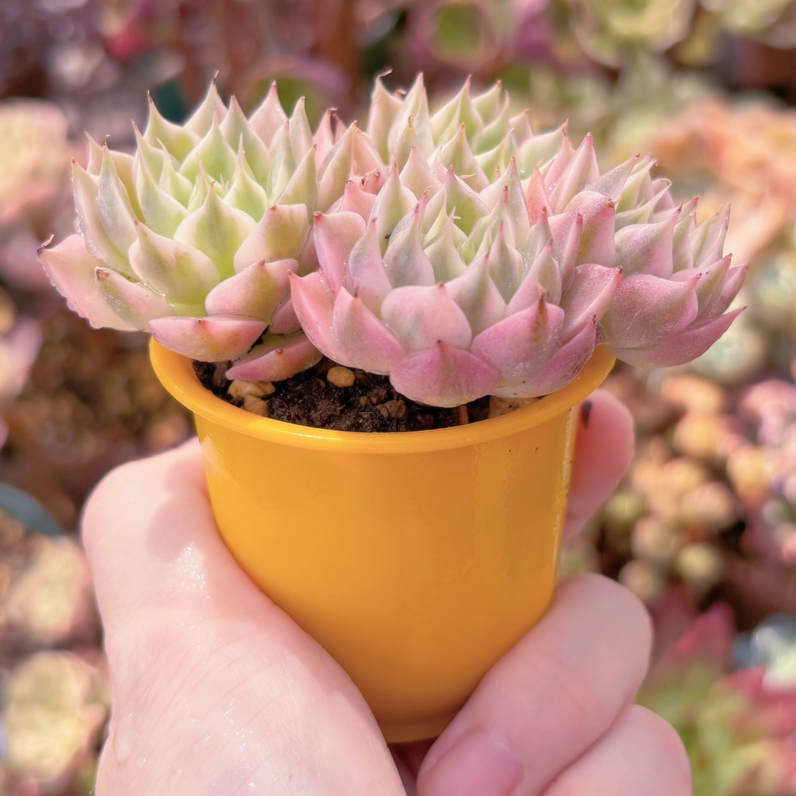 多肉植物 マーガレット錦 群生 新入荷 るる農園 | るる農園~多肉植物専門 多肉植物 マーガレット錦 群生 新入荷 るる農園 | るる農園~多肉植物専門