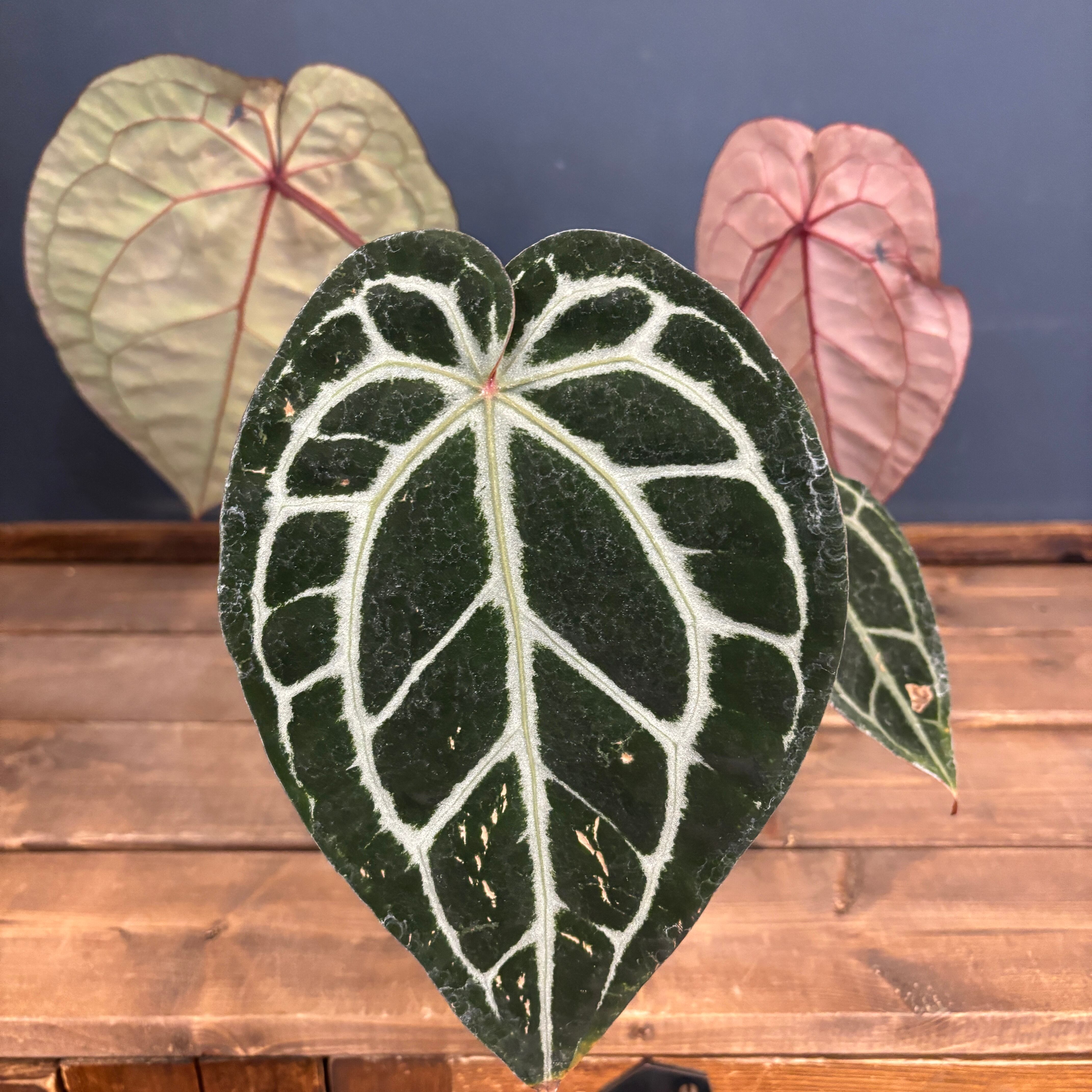 アンスリウム Michelle系交配 正規タグ】Anthurium 'Michelle' by DOC BLOCK│アンスリウム