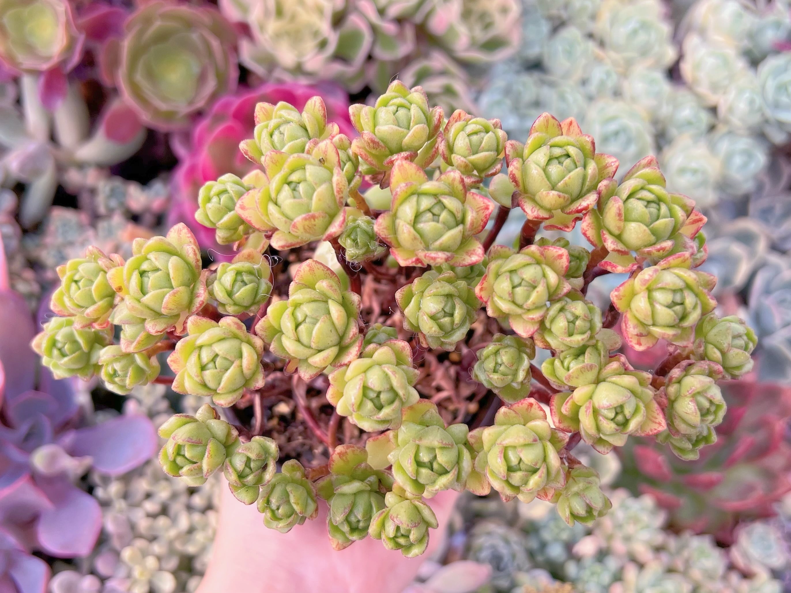 現品　little fox#B46　群生　るる農園