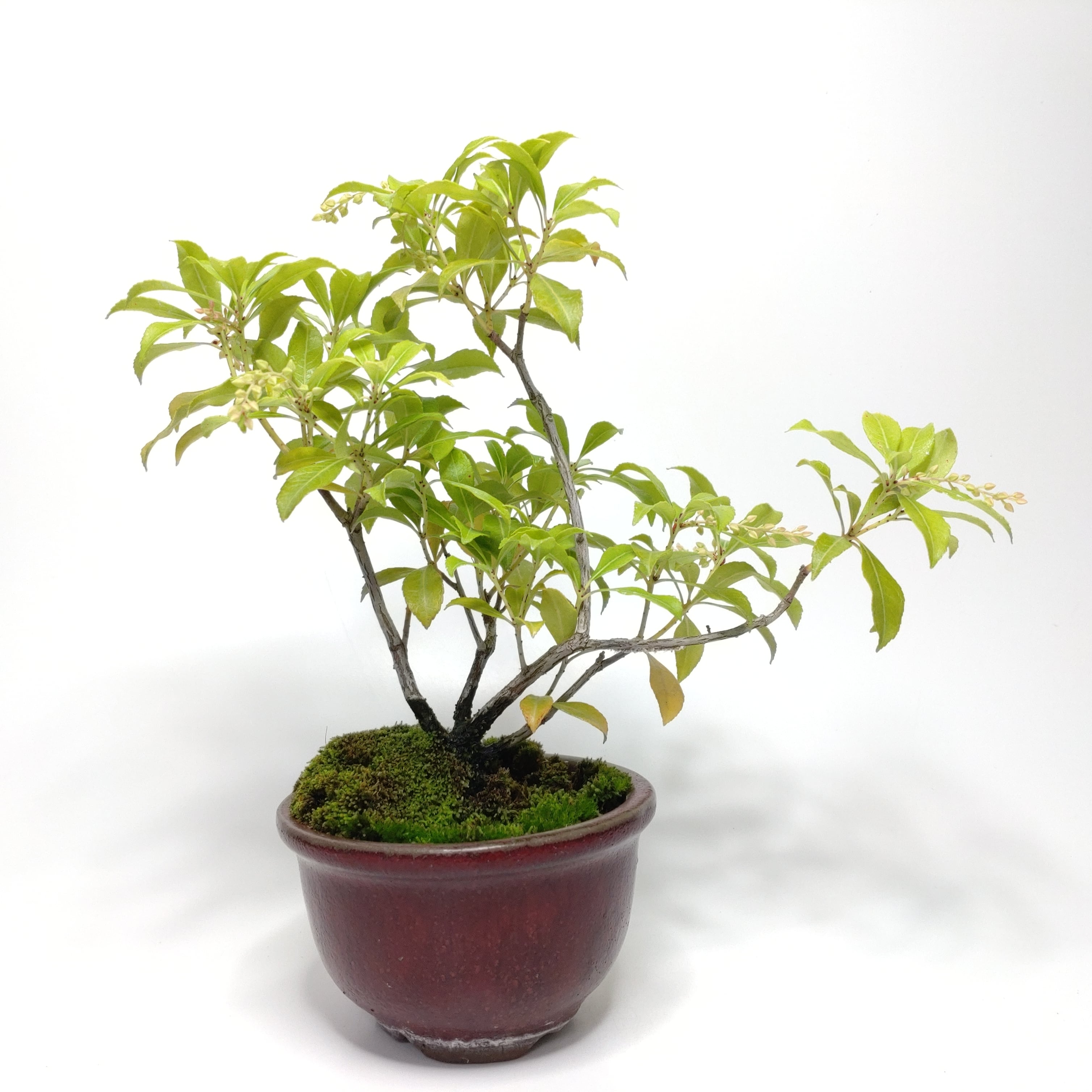 皐月　盆栽 皐月（赤サツキ）盆栽 CS001 | 盆栽創【Bonsaisou】