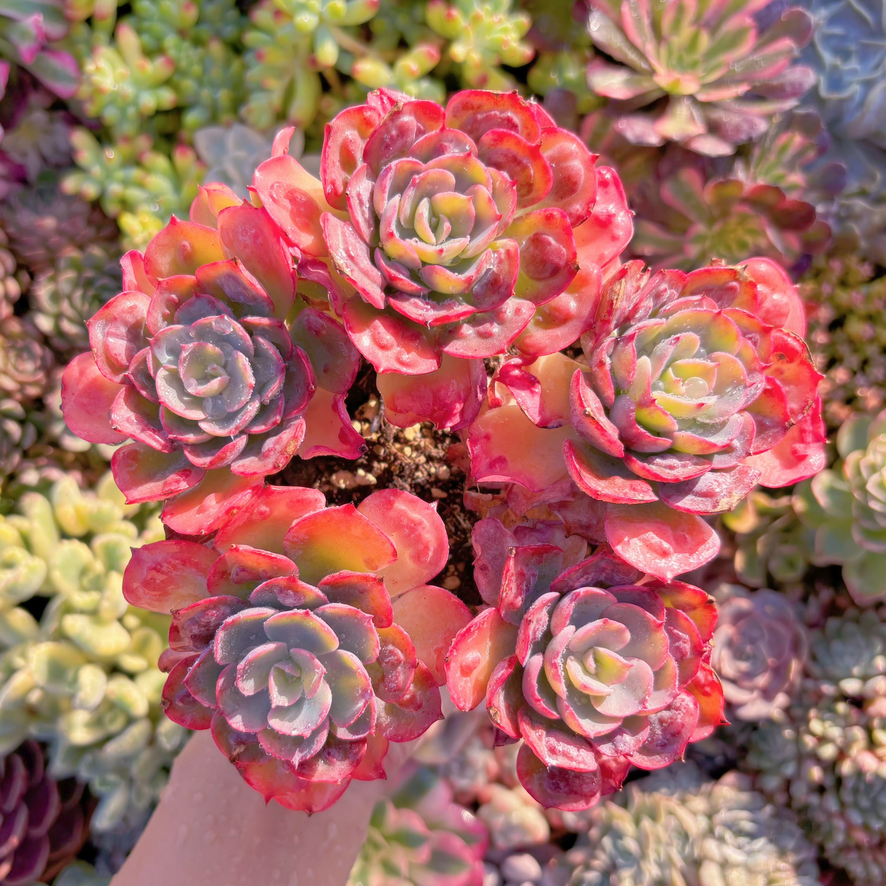 現品　ビヨンセ#M262　特大群生　るる農園