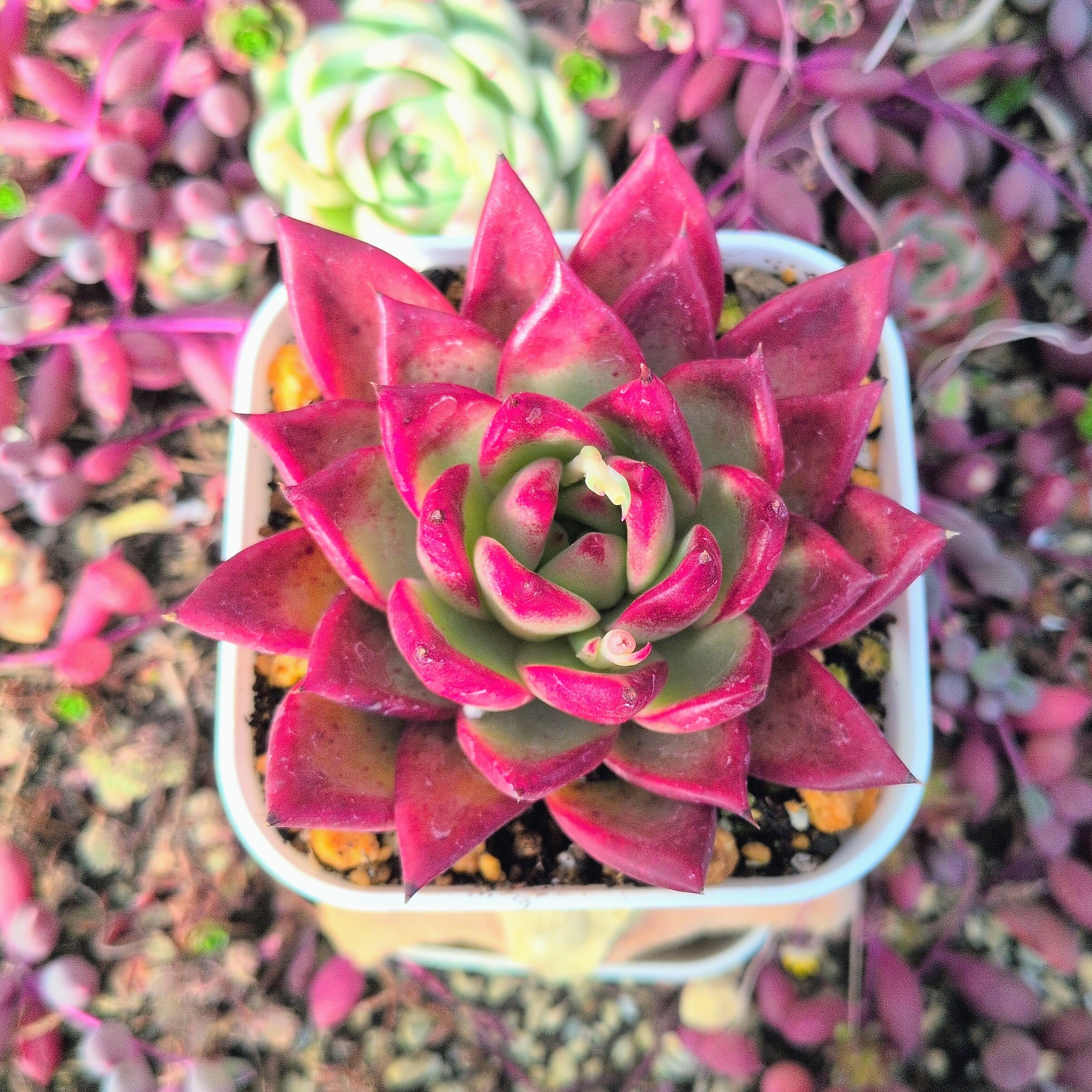 アガボイデス系 | 多肉植物のネットショップ ST Farm