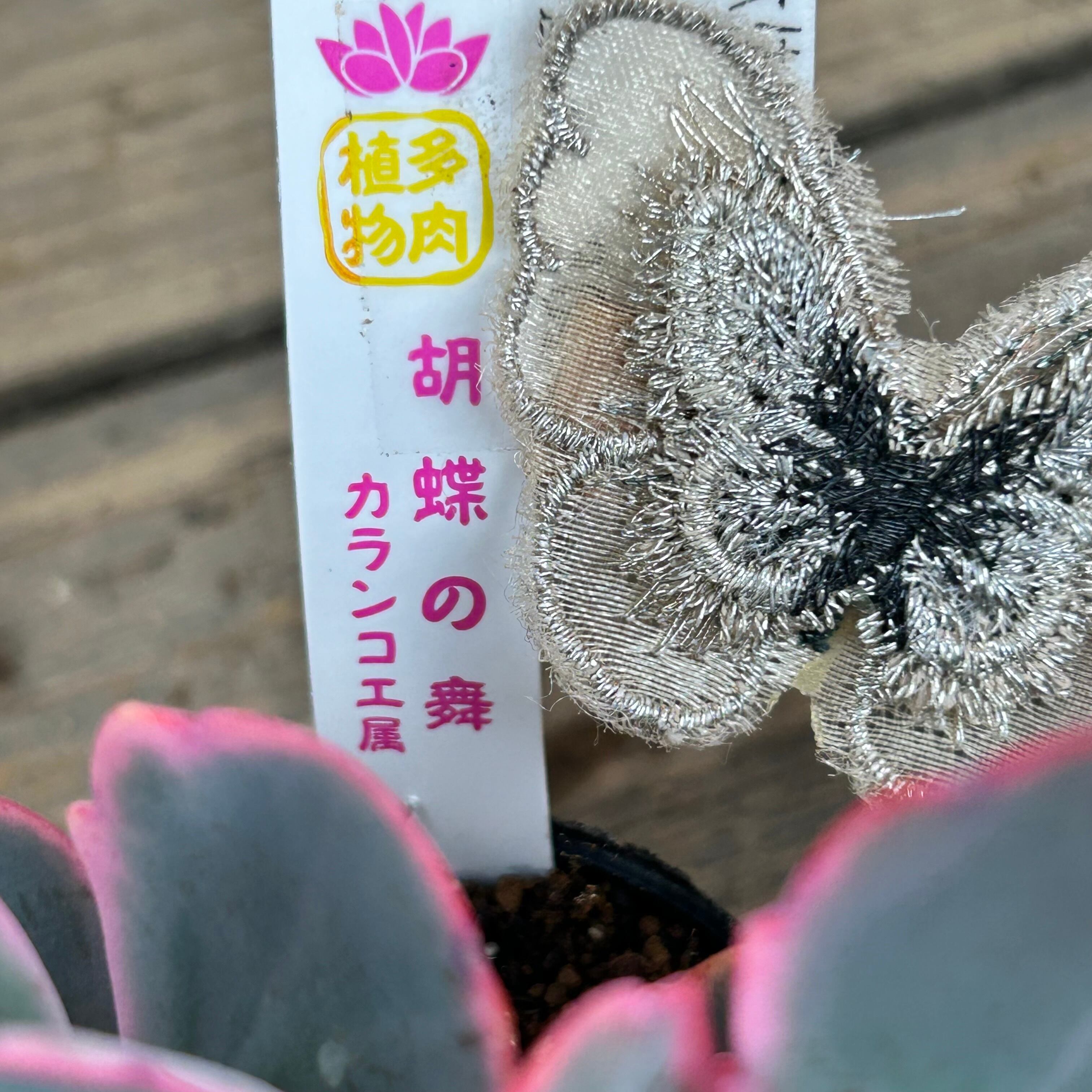 胡蝶の舞(カランコエ) | RuPo 多肉植物専門店