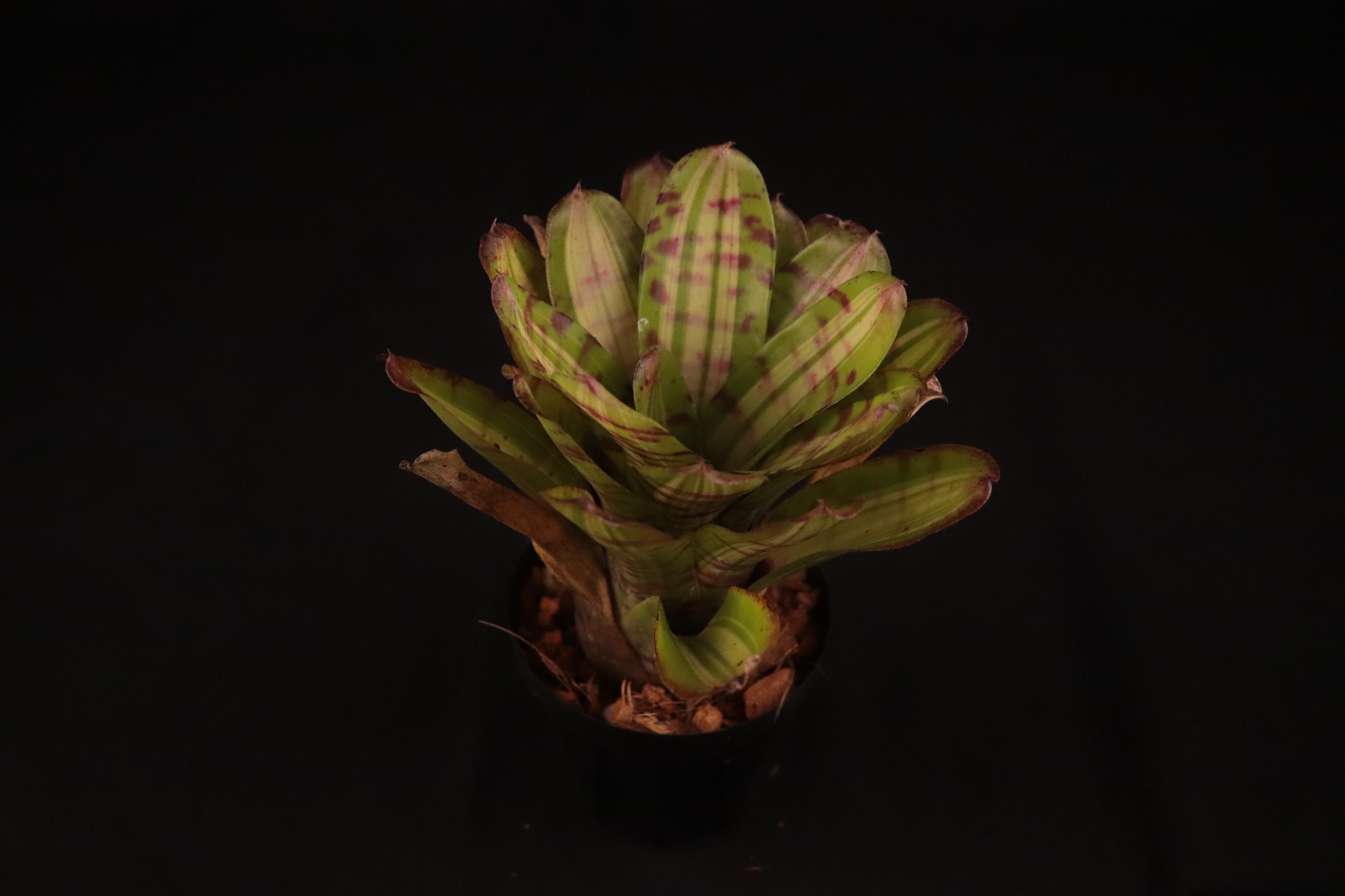 送料無料】Neoregelia 'Hopscotch'〔ネオレゲリア〕現品発送N0382