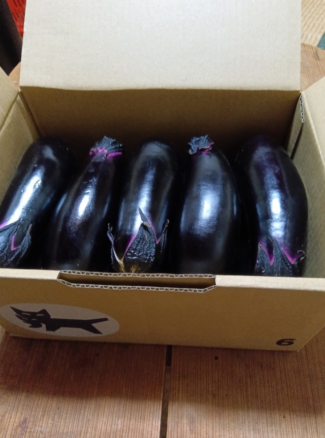 長茄子（千両２号）　農薬、化学肥料不使用栽培