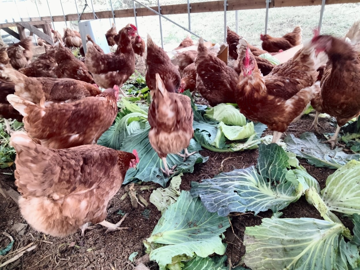 濃厚なのにさっぱり】【20個】平飼い鶏の有精卵 | 椛島農園