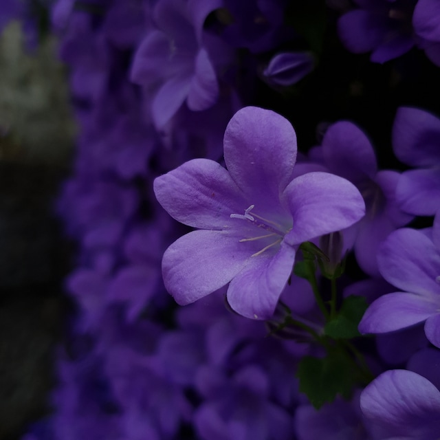 Violette Leaf