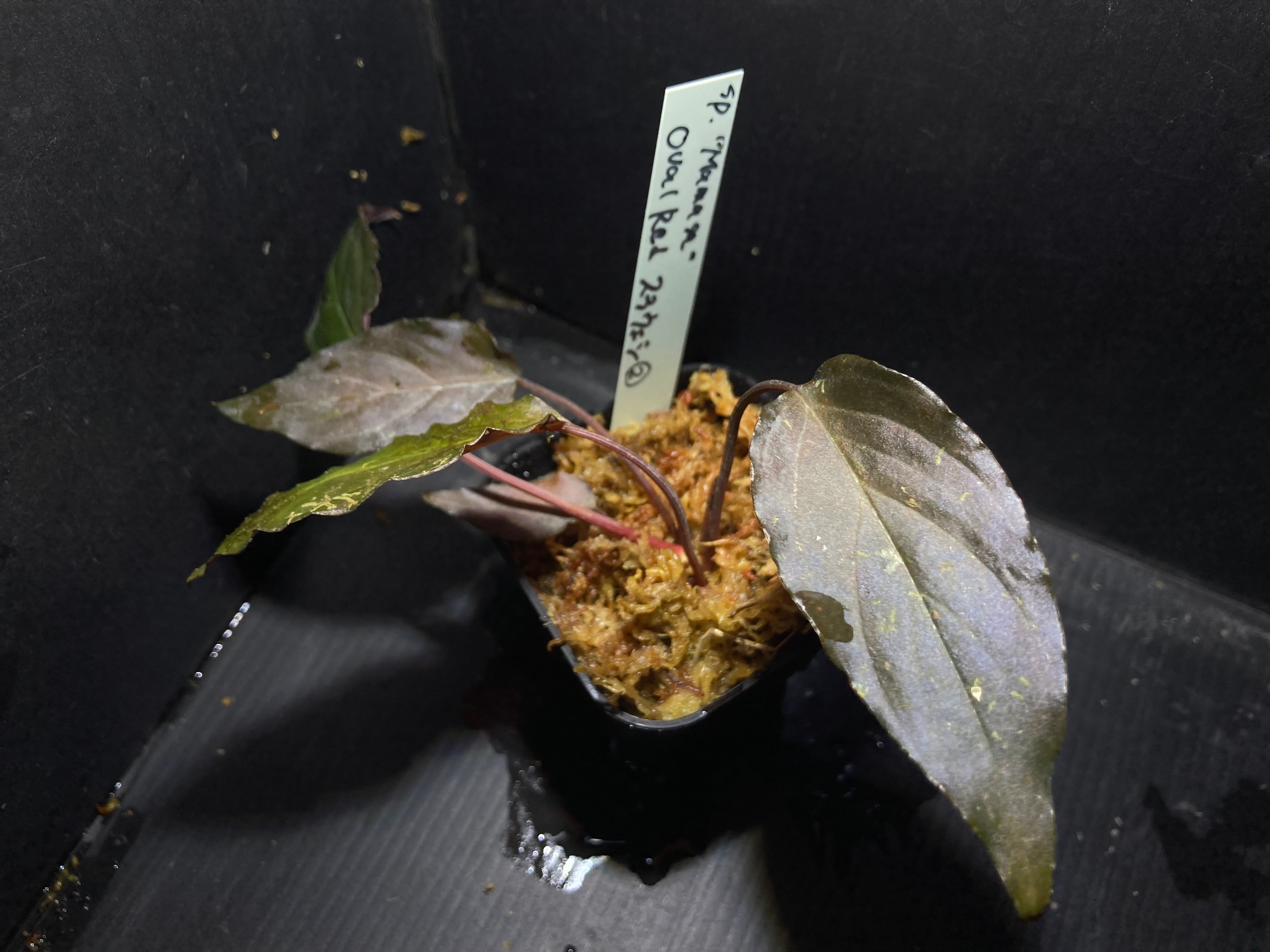 ホマロメナ | AquaFocus