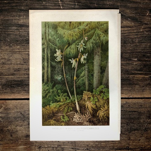 アンティーク植物画「トウヒの森のラン」