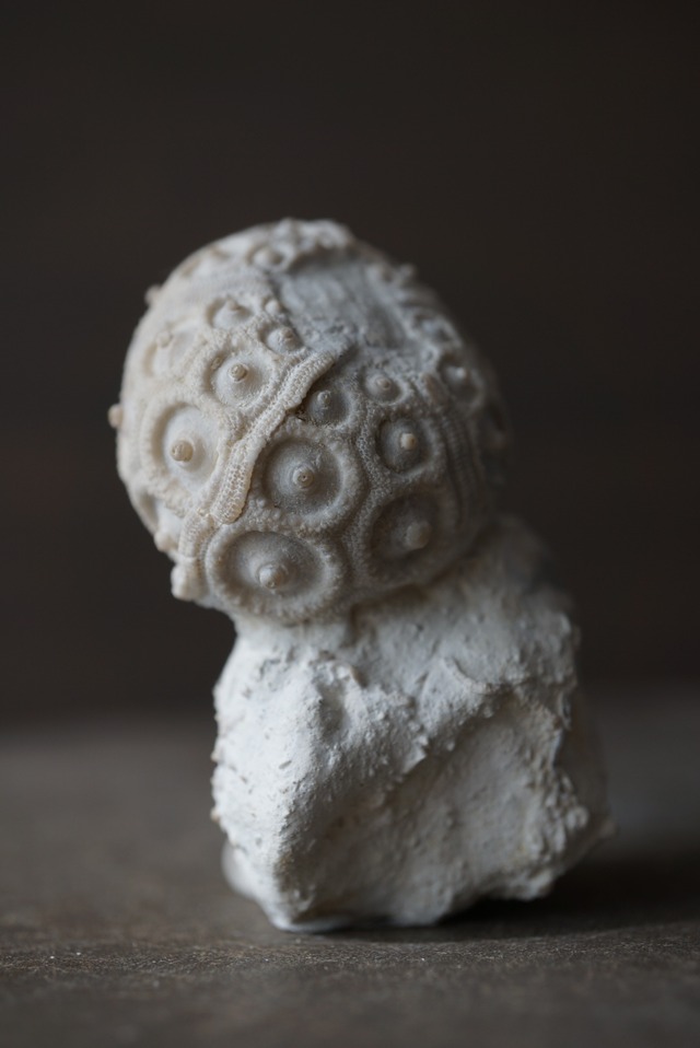 フランス産ウニ化石 Stereocidaris 1422