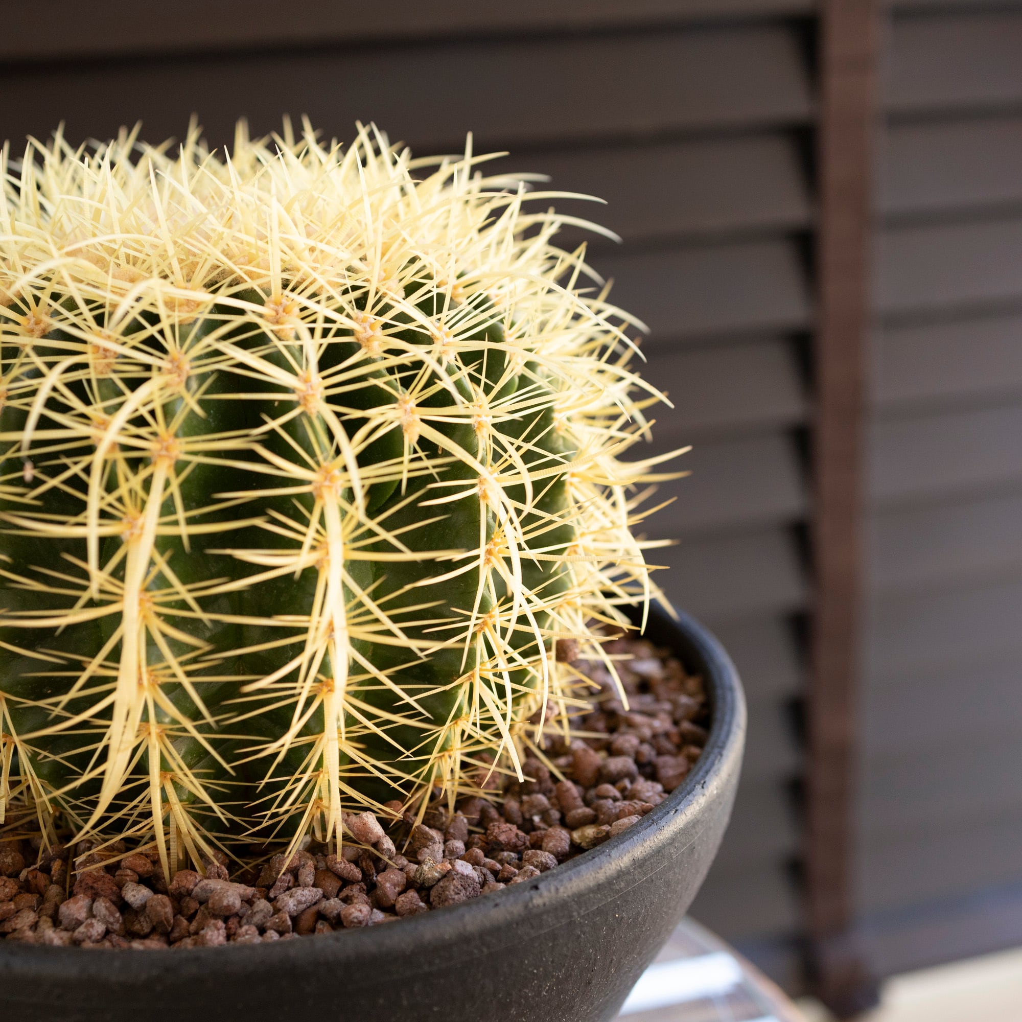 発根済】24cm 金鯱 サボテン 8号 ドライガーデン 金シャチ キンシャチ