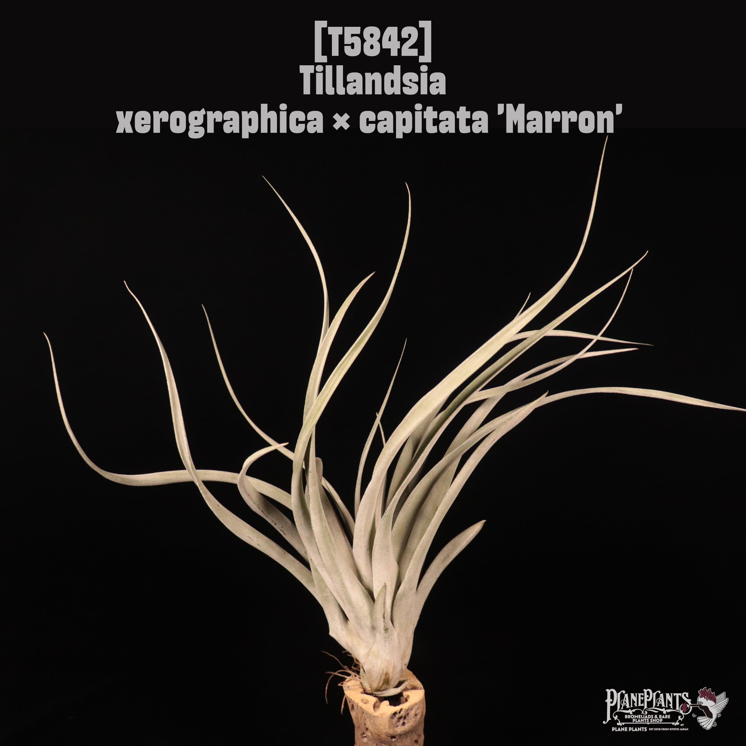 Tillandsia xerographica x capitata 'Marron'〔ティランジア〕T5842