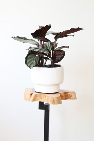 カラテア ホワイトクラウド/Calathea ※陶器鉢鉢付き