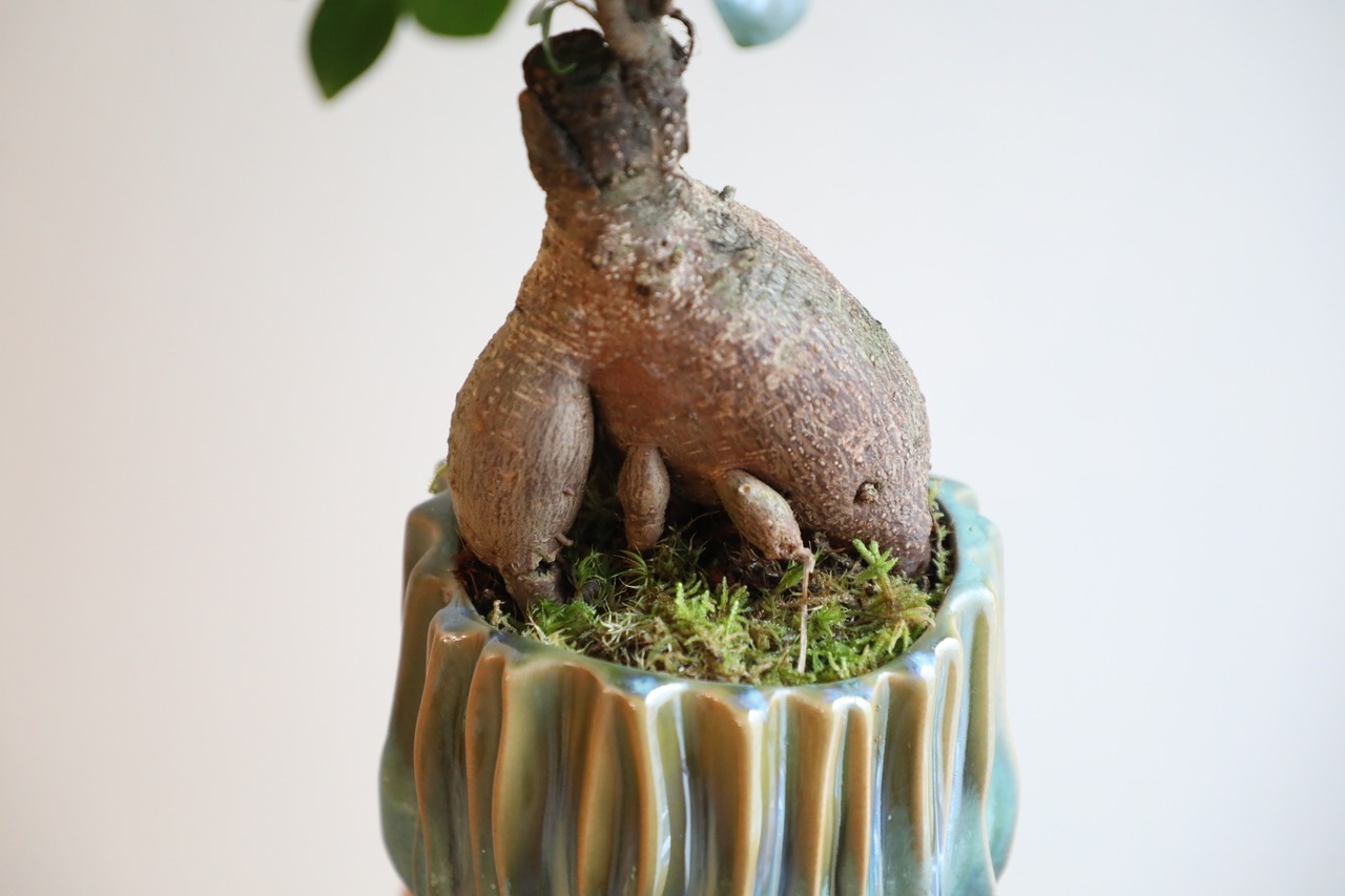 【M】ガジュマル/Ficus microcarpa　※陶器鉢付き