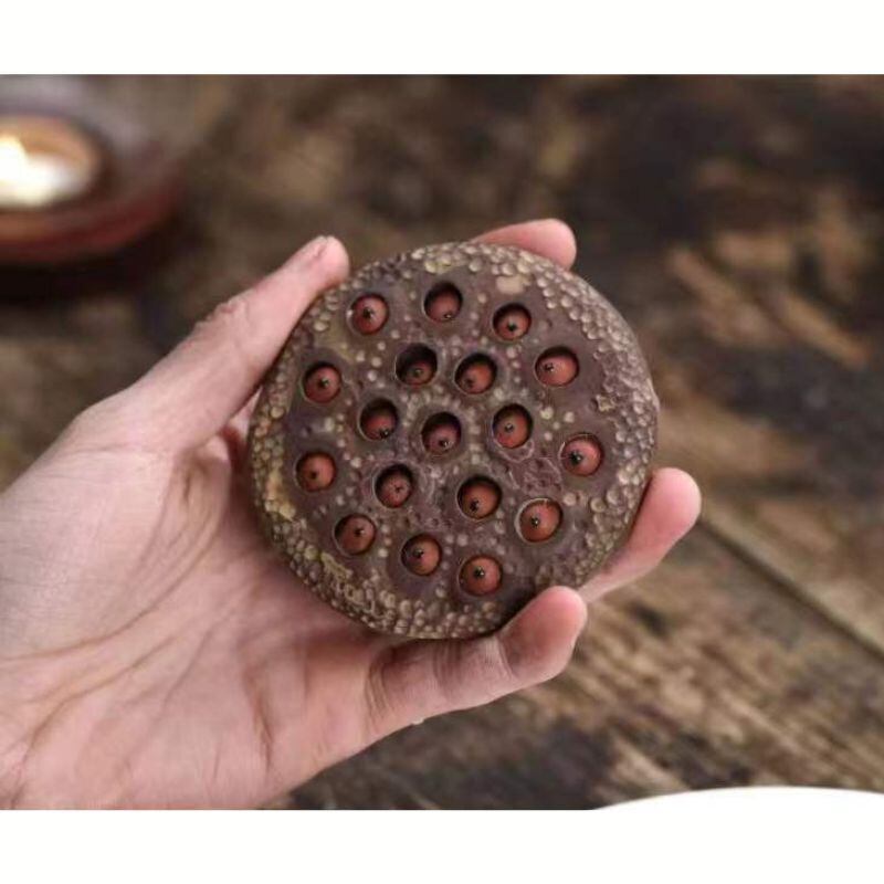 蓮の置物 蓮の花に座る仏像 置物 菩提樹 その他置物 LUNASTONE 通販