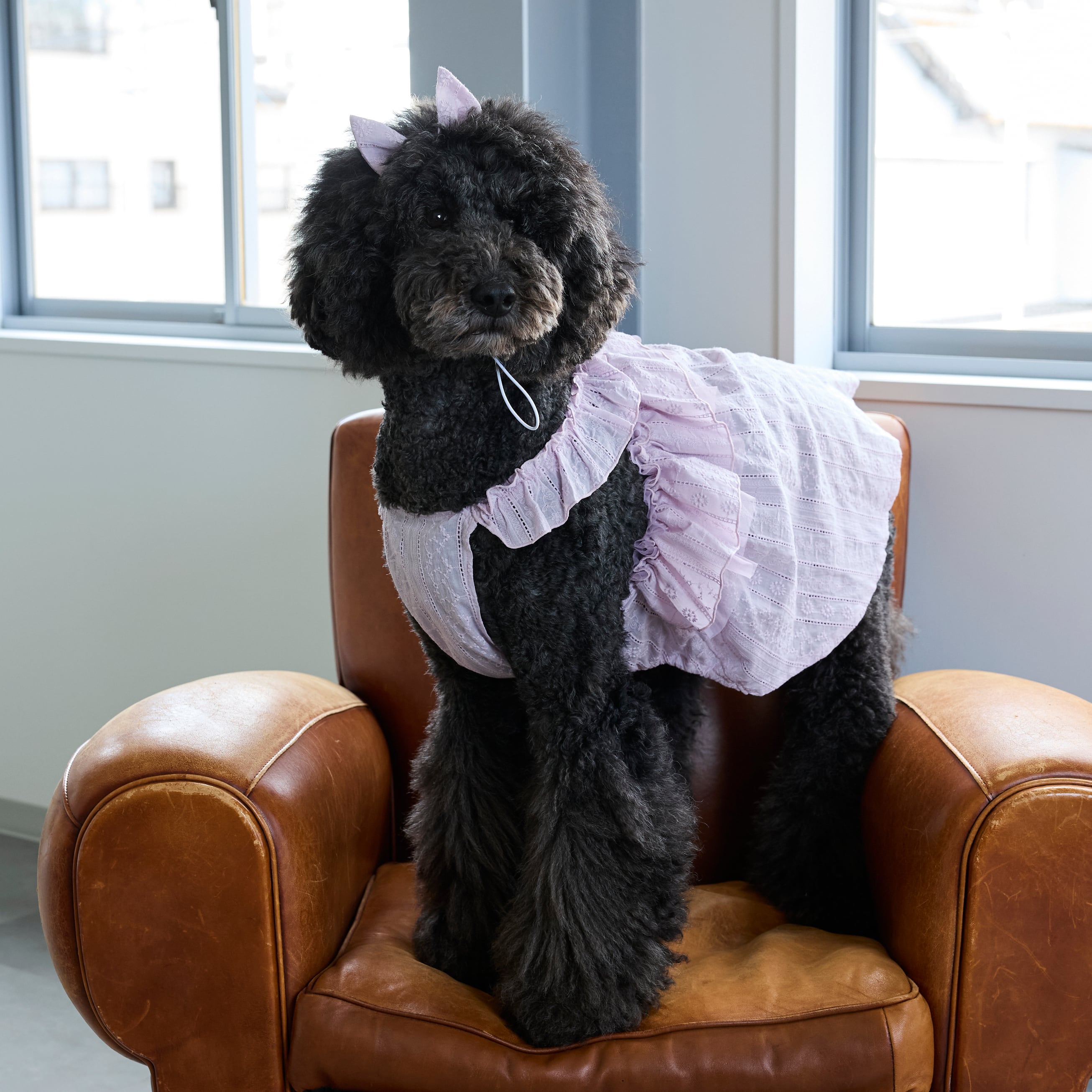 265516大型犬サイズ】エンブレースワンピース | 犬服ブランド 2e