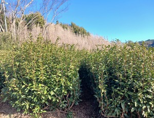 おひさま寒茶　ティーバッグ5個入