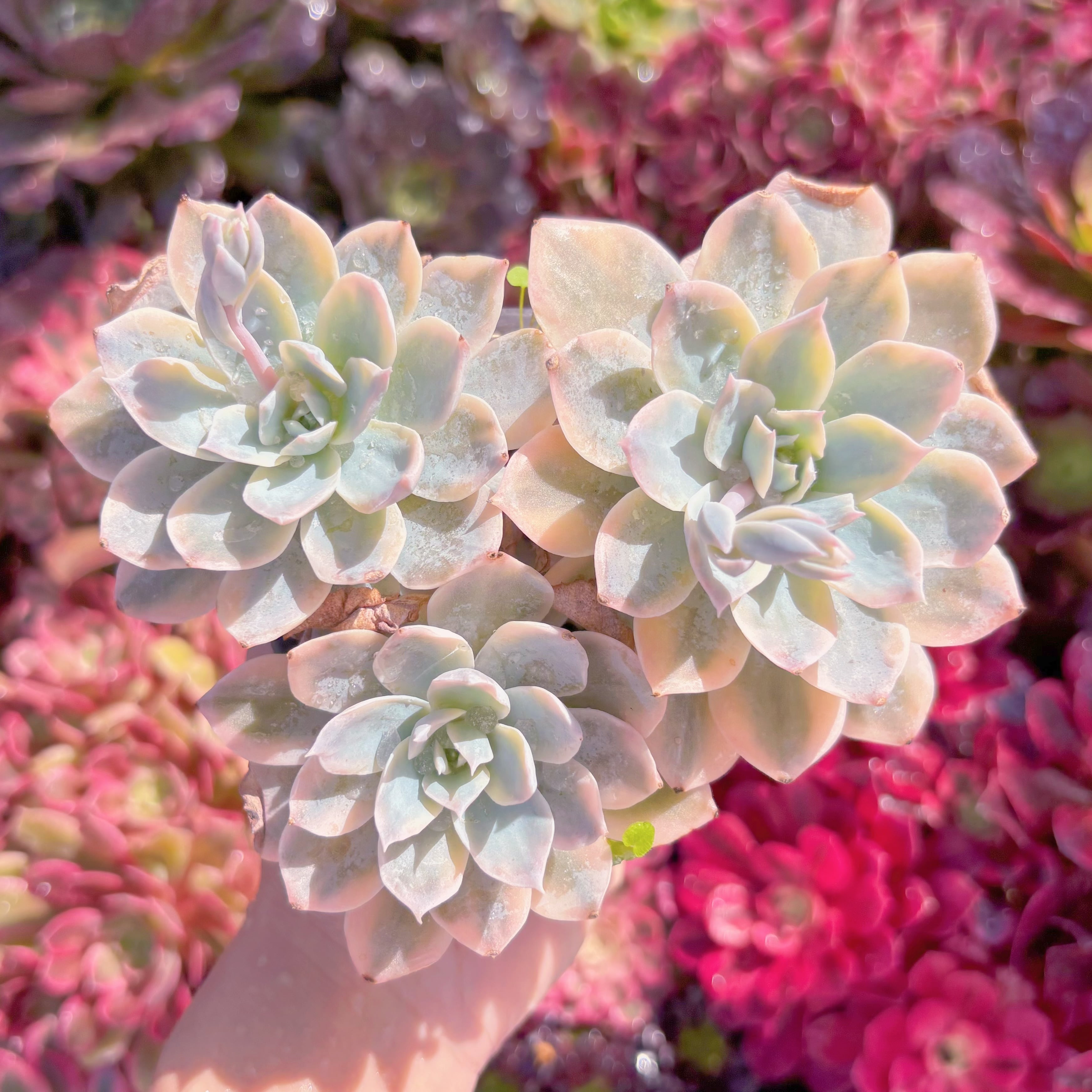 現品　サブセリス錦#M008　るる農園