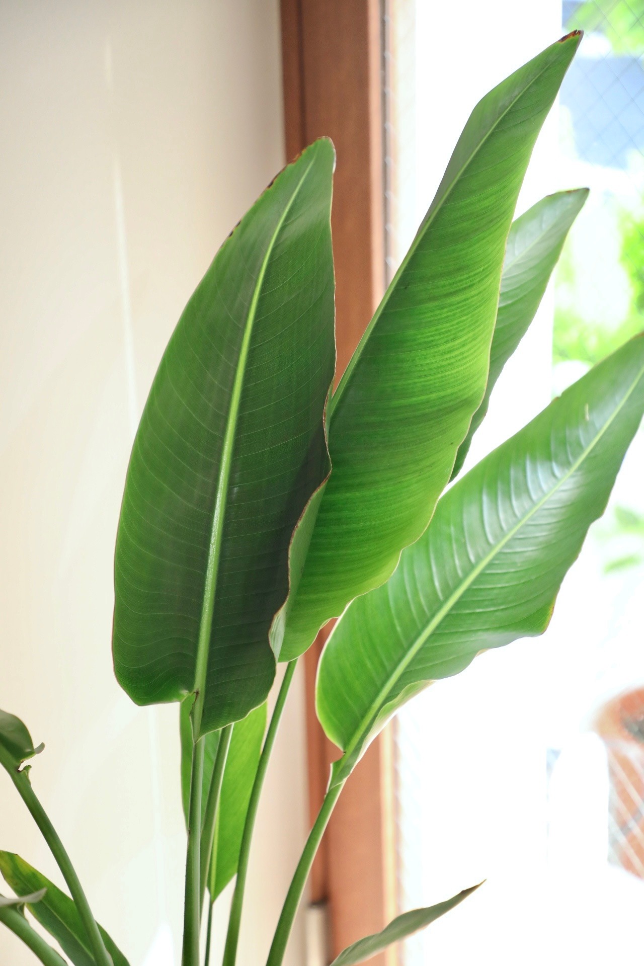 【L】【渋谷区周辺エリア/配送料無料】【135cm】旅人の木/Traveller's Palm　※陶器スタンド鉢カバー付き