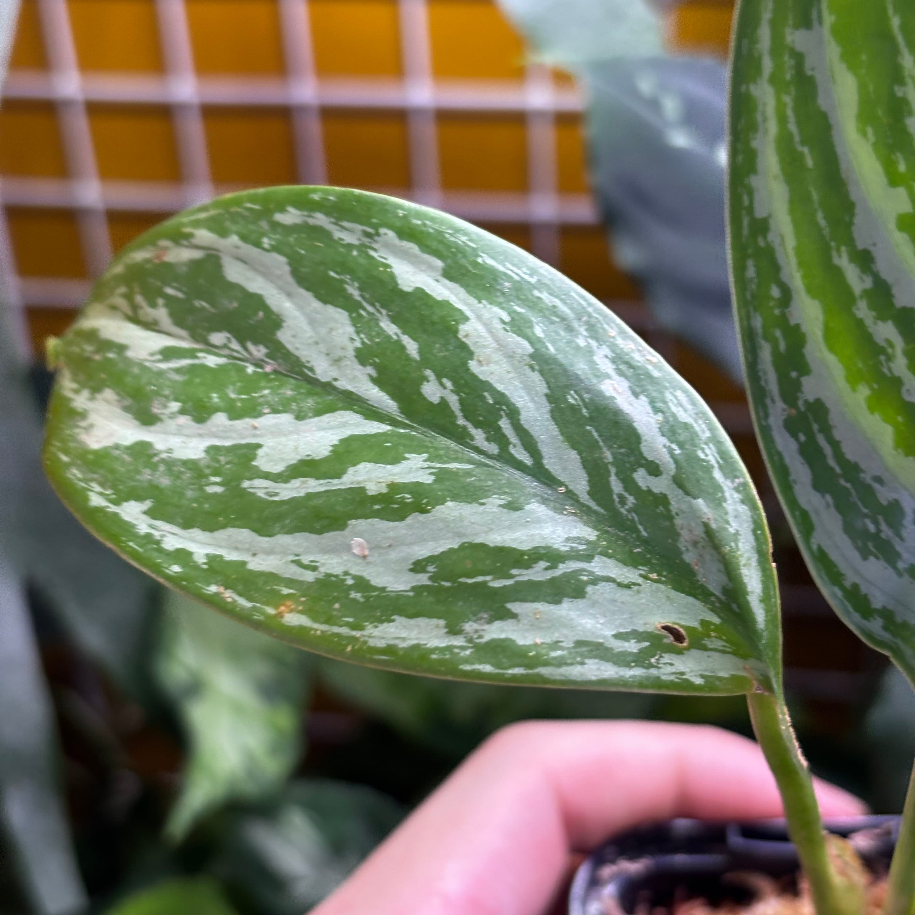 Aglaonema nitidum 