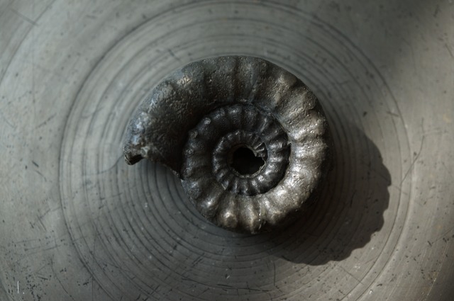 イギリス産黄鉄鉱化アンモナイト  Pyritized Ammonite 2315
