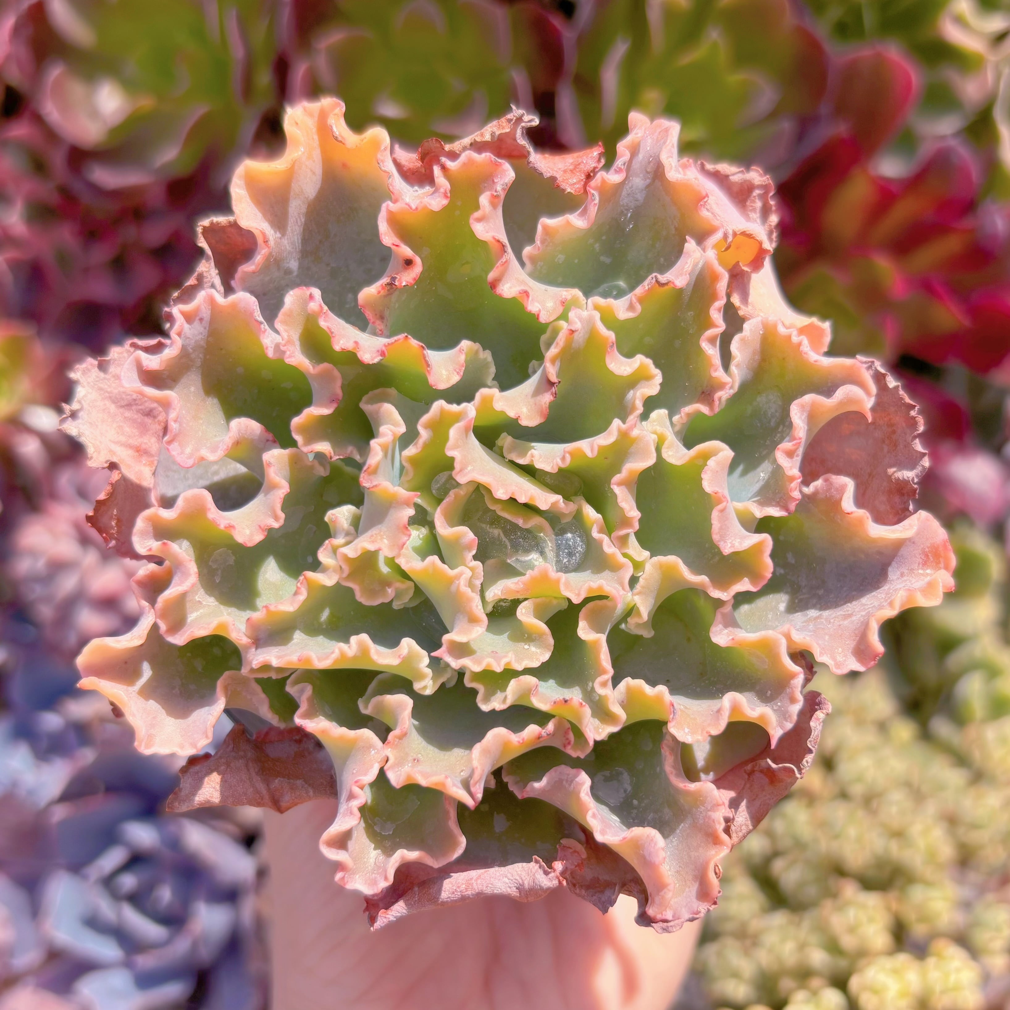 現品　Blue Curls#781   るる農園