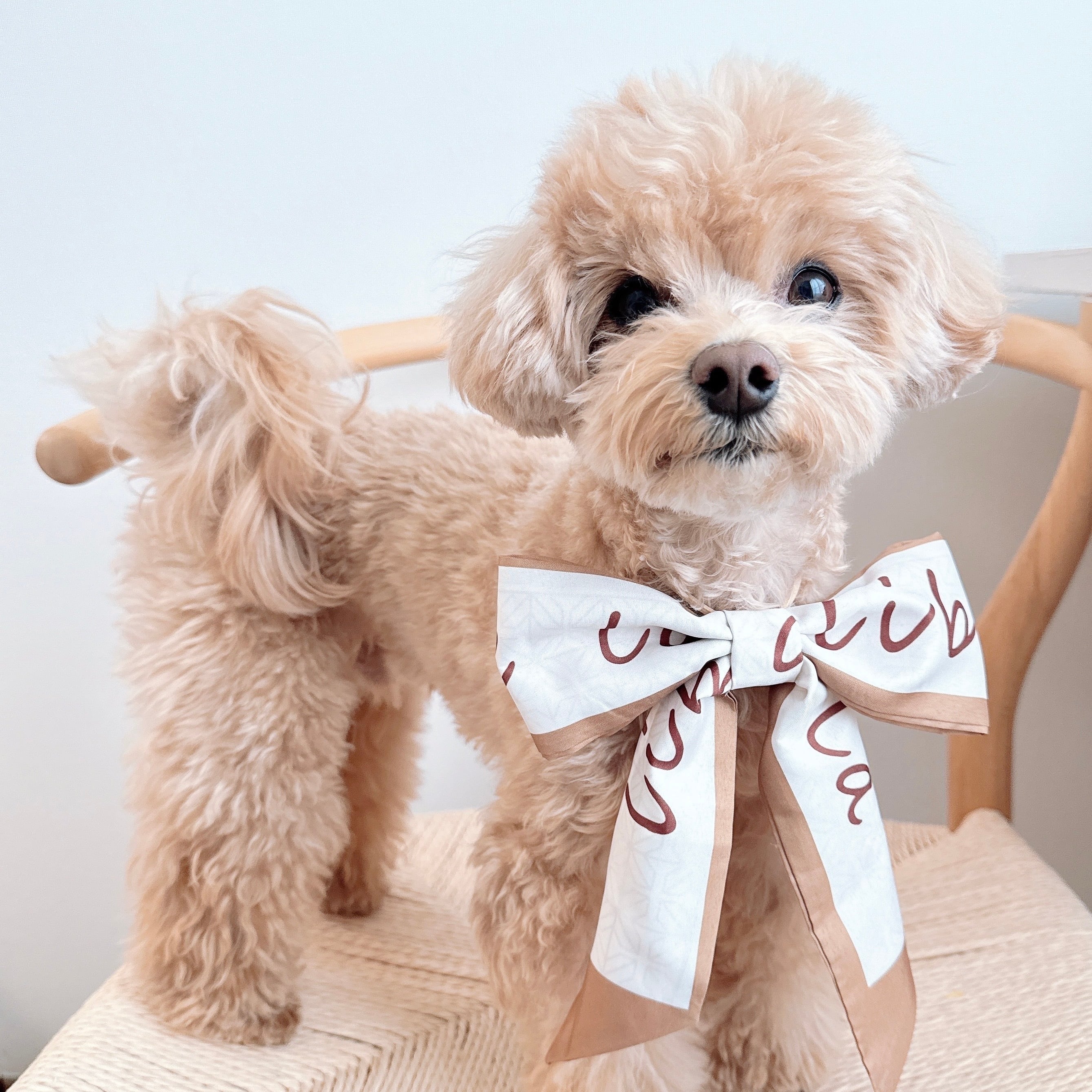 スカーフリボンネックバンド