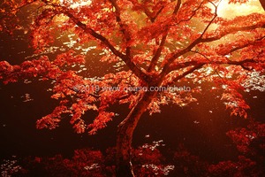 ライトアップされた秋の美しい紅葉風景