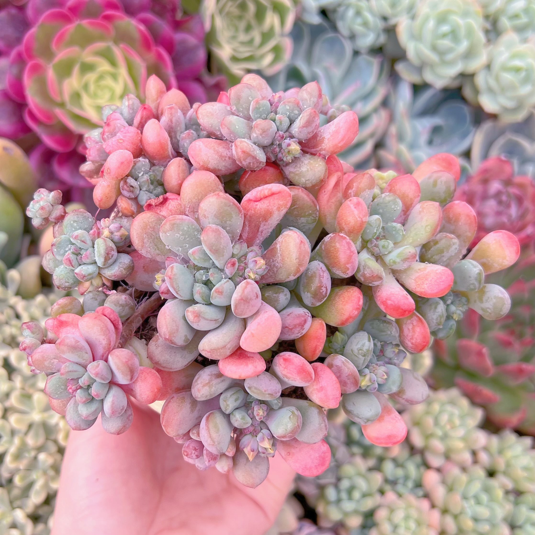 現品　萌豆#A83　るる農園