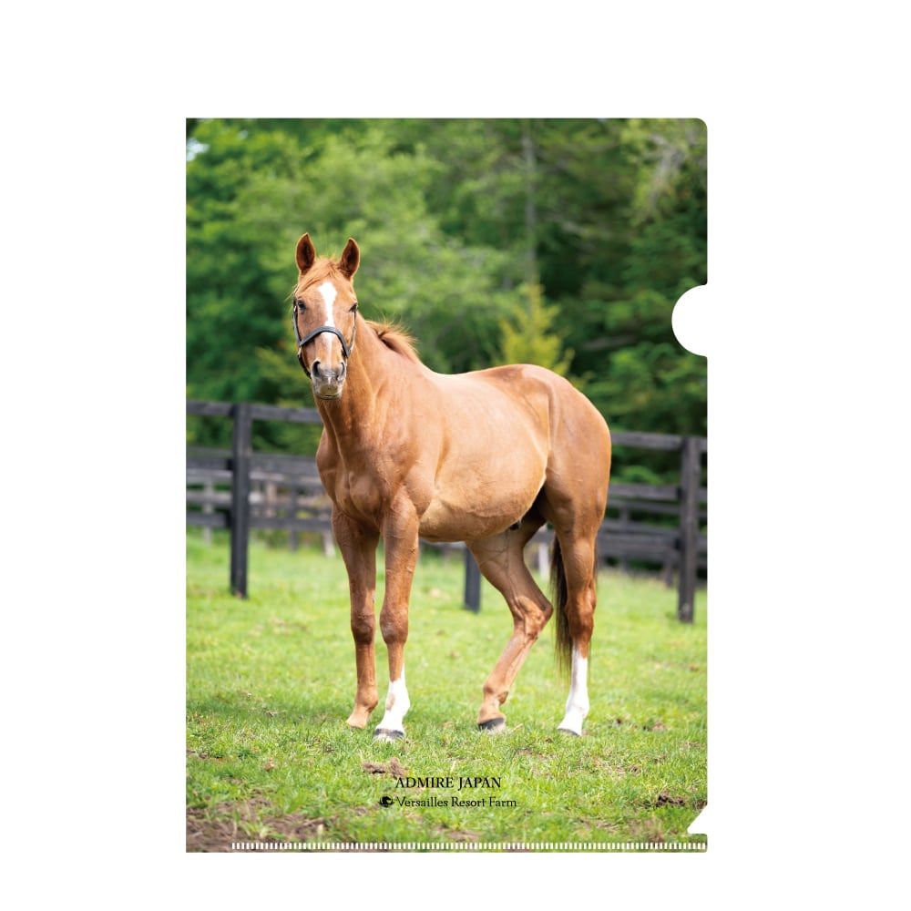 エイシンフラッシュ東京競馬場凱旋記念ステッカー | ヴェルサイユ