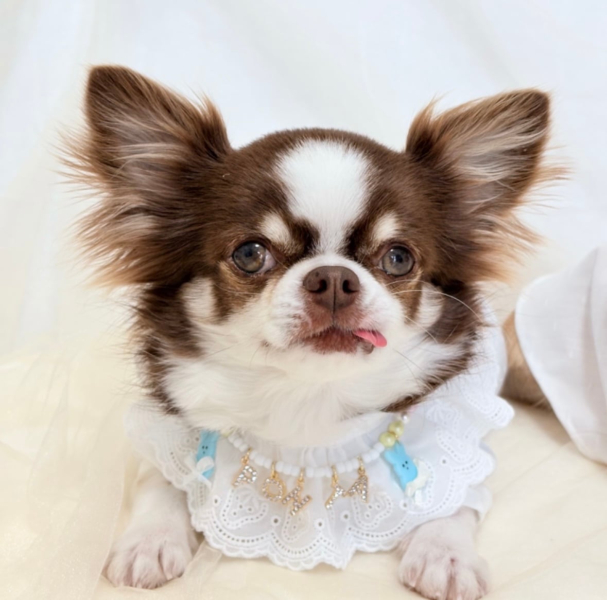 うさちゃんお名前ネックレス