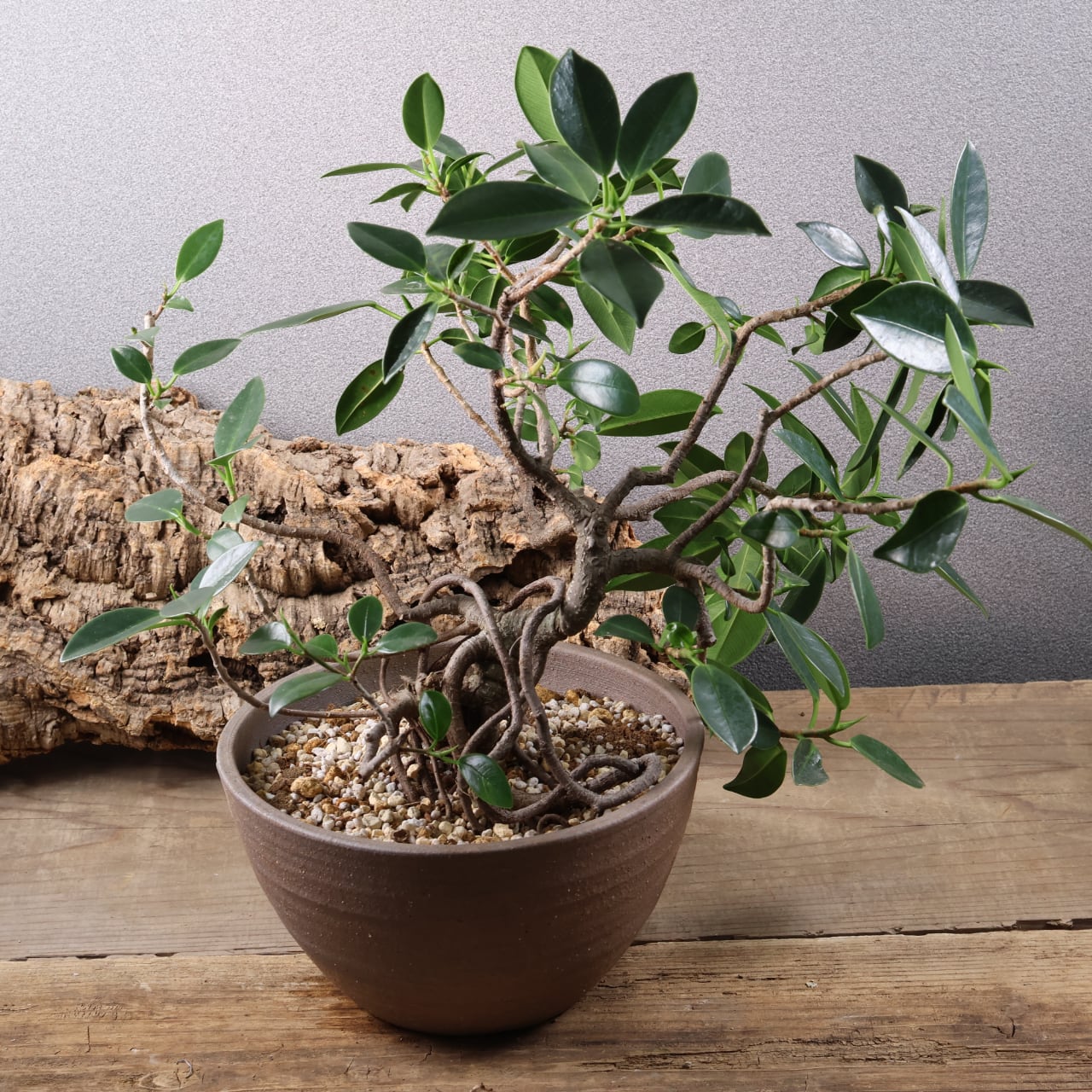 678『ガジュマル 盆栽仕立て』観葉植物【送料無料】 | MARX PLANTS