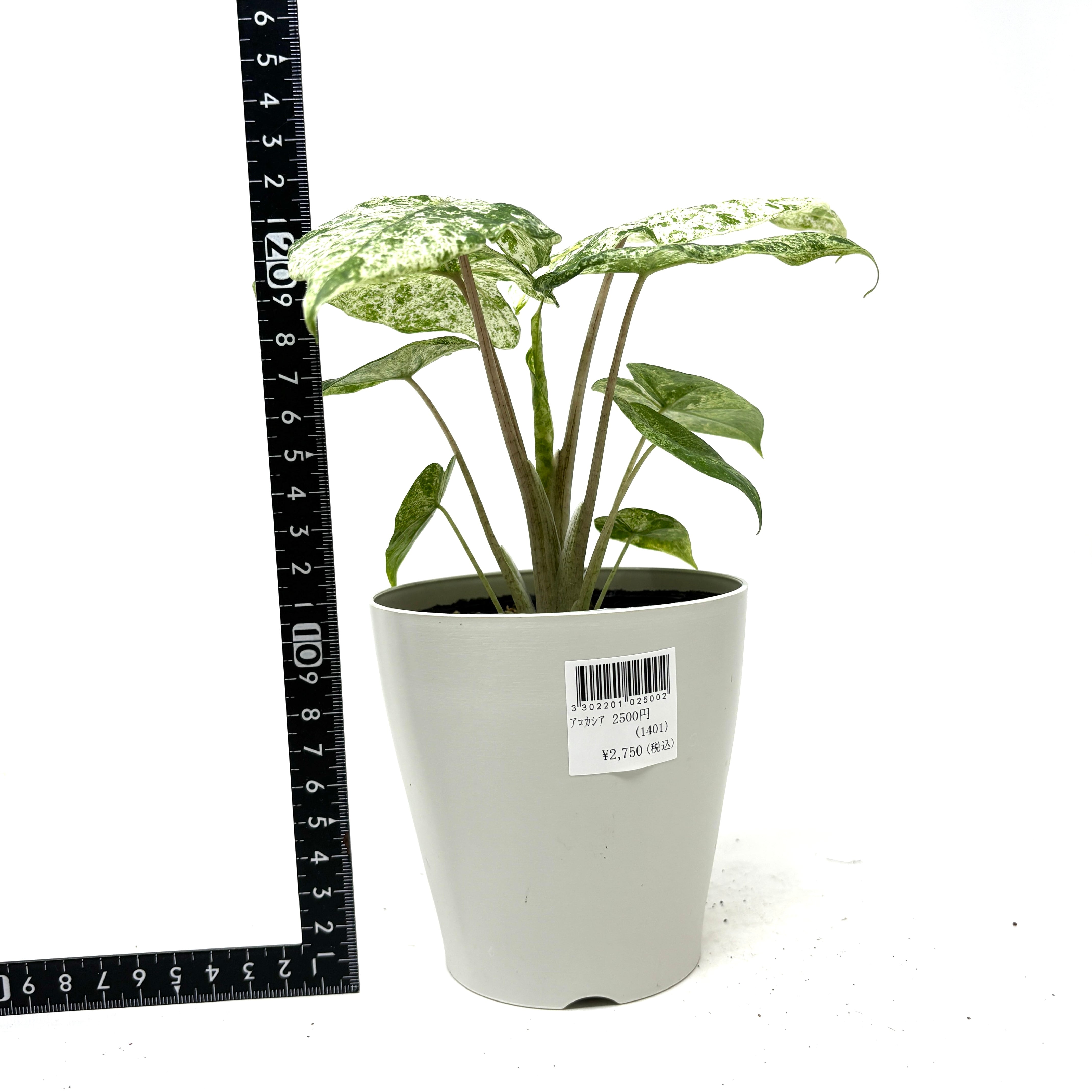 アロカシア オドラ バリエガータ【687】 | PROTOLEAF プロトリーフ