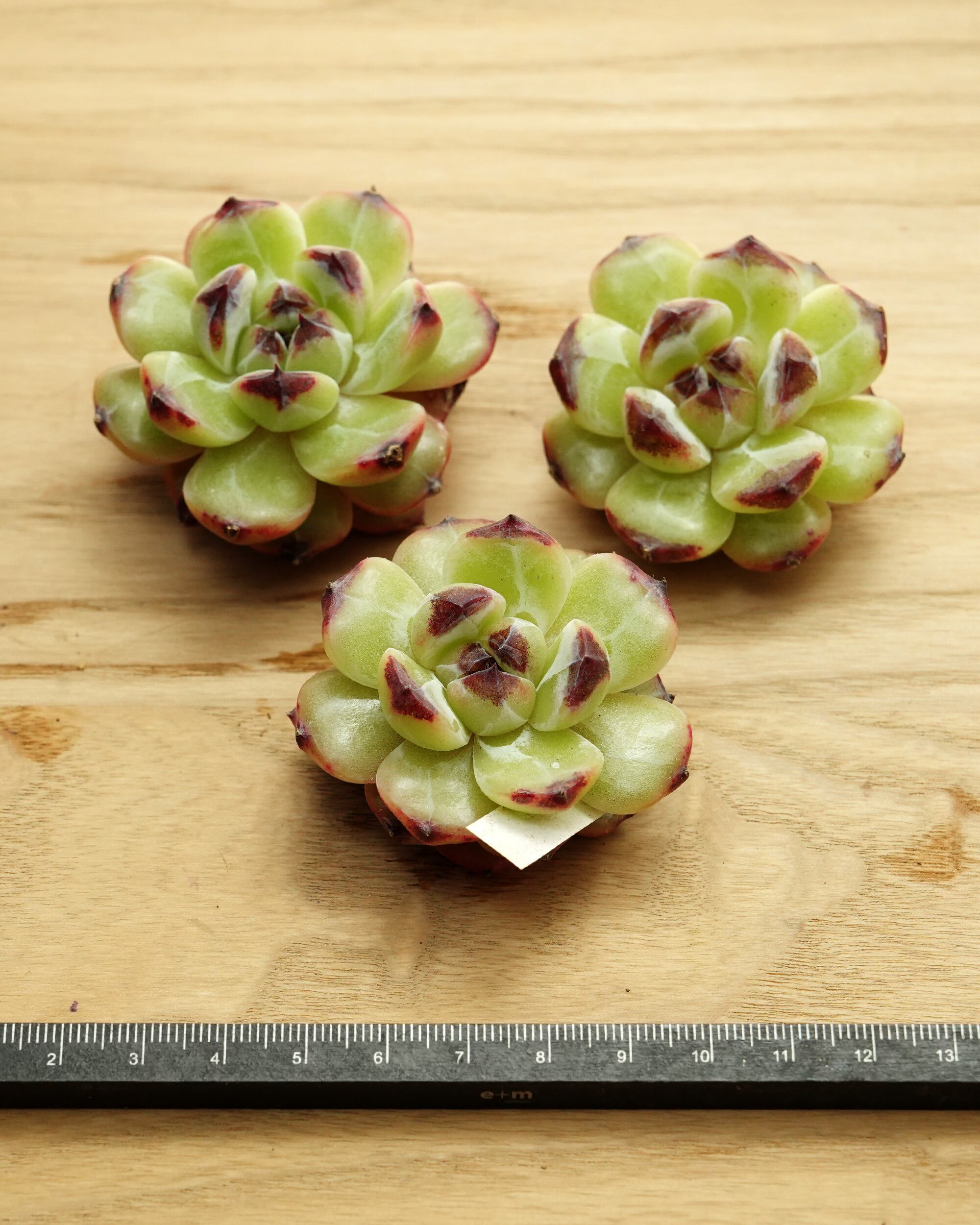 発根済カット苗 ブラックピル Echeveria 'Black Pill' | PUKUBOOK