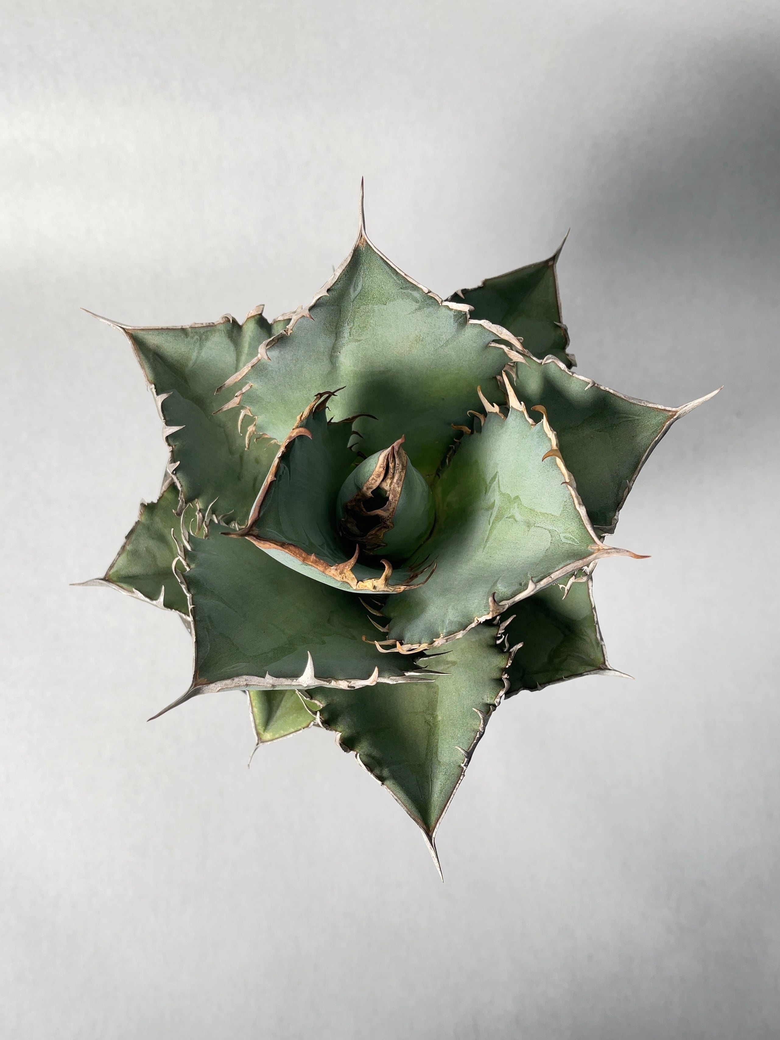 アガベ オアハカ オテロイ oaxaca oteroi wild 特大幅40cm アガベ