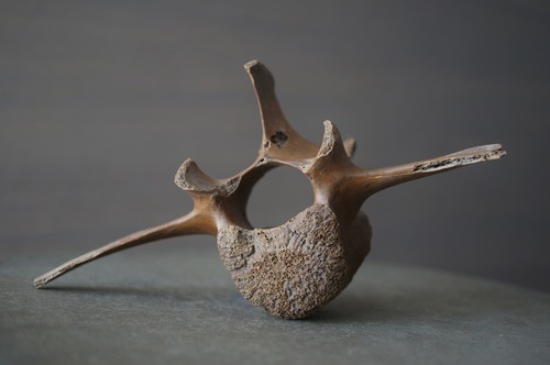 黒竜江省産シカ脊椎骨　Deer Vertebra 2307